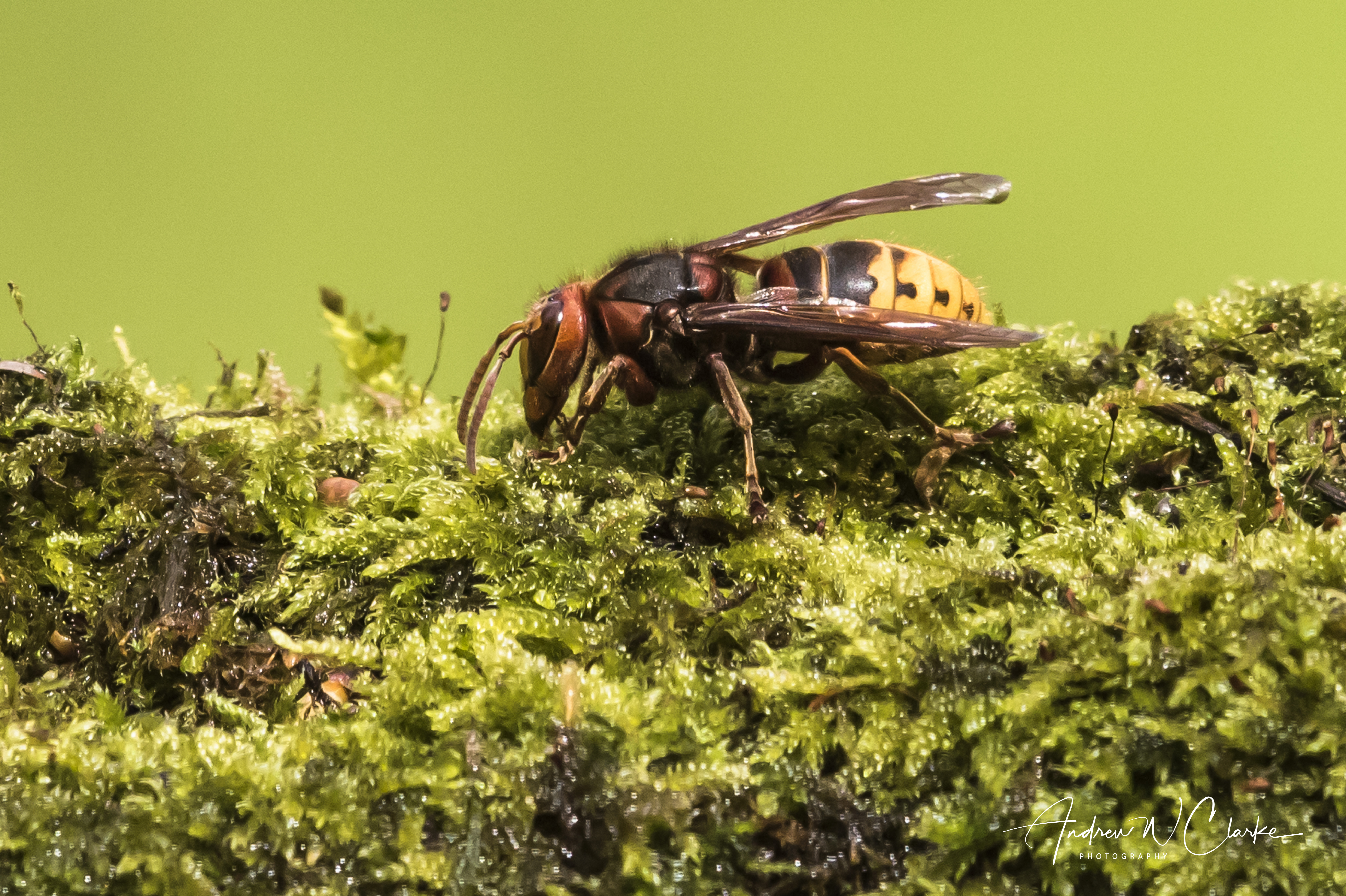 European Hornet