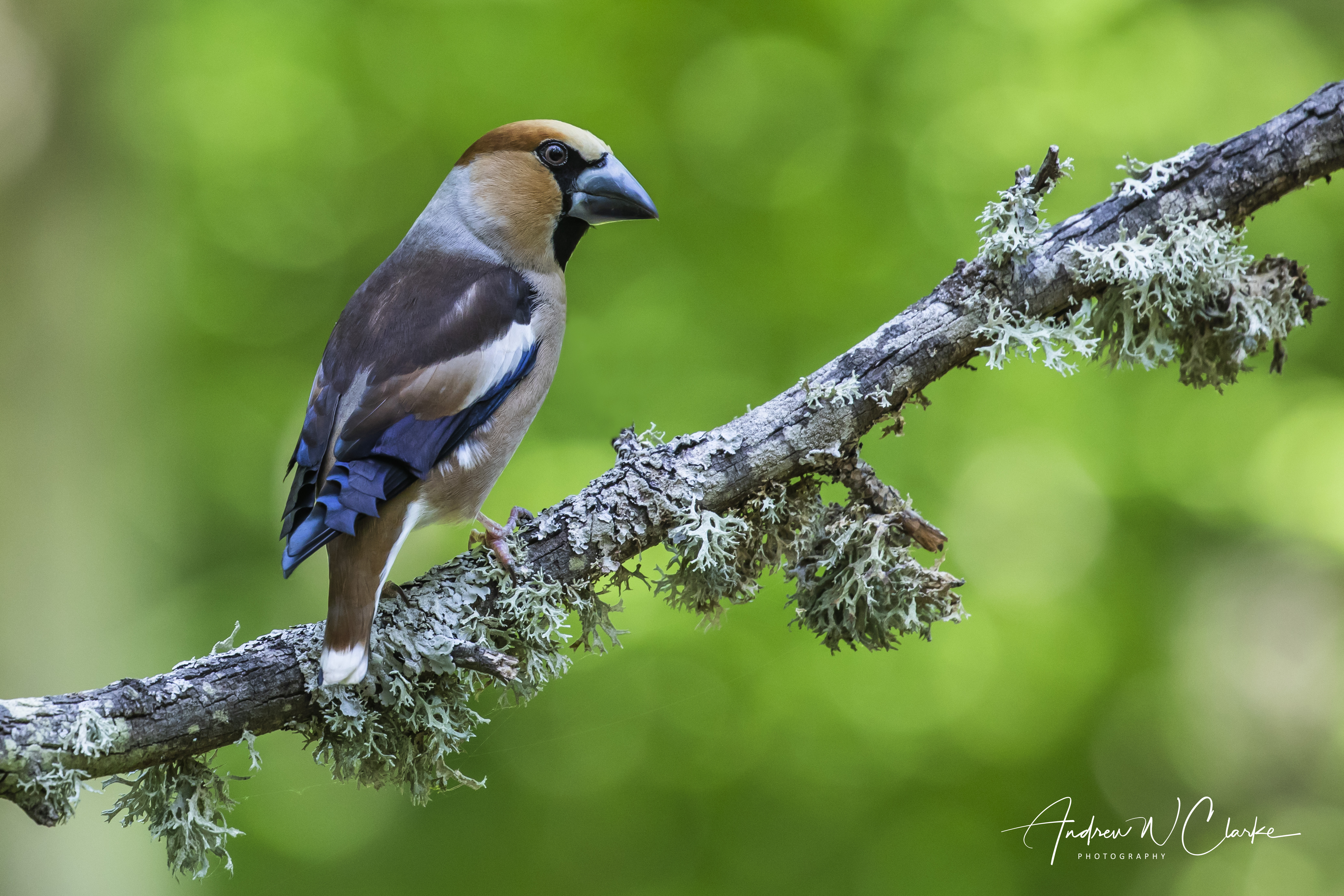 Hawfinch
