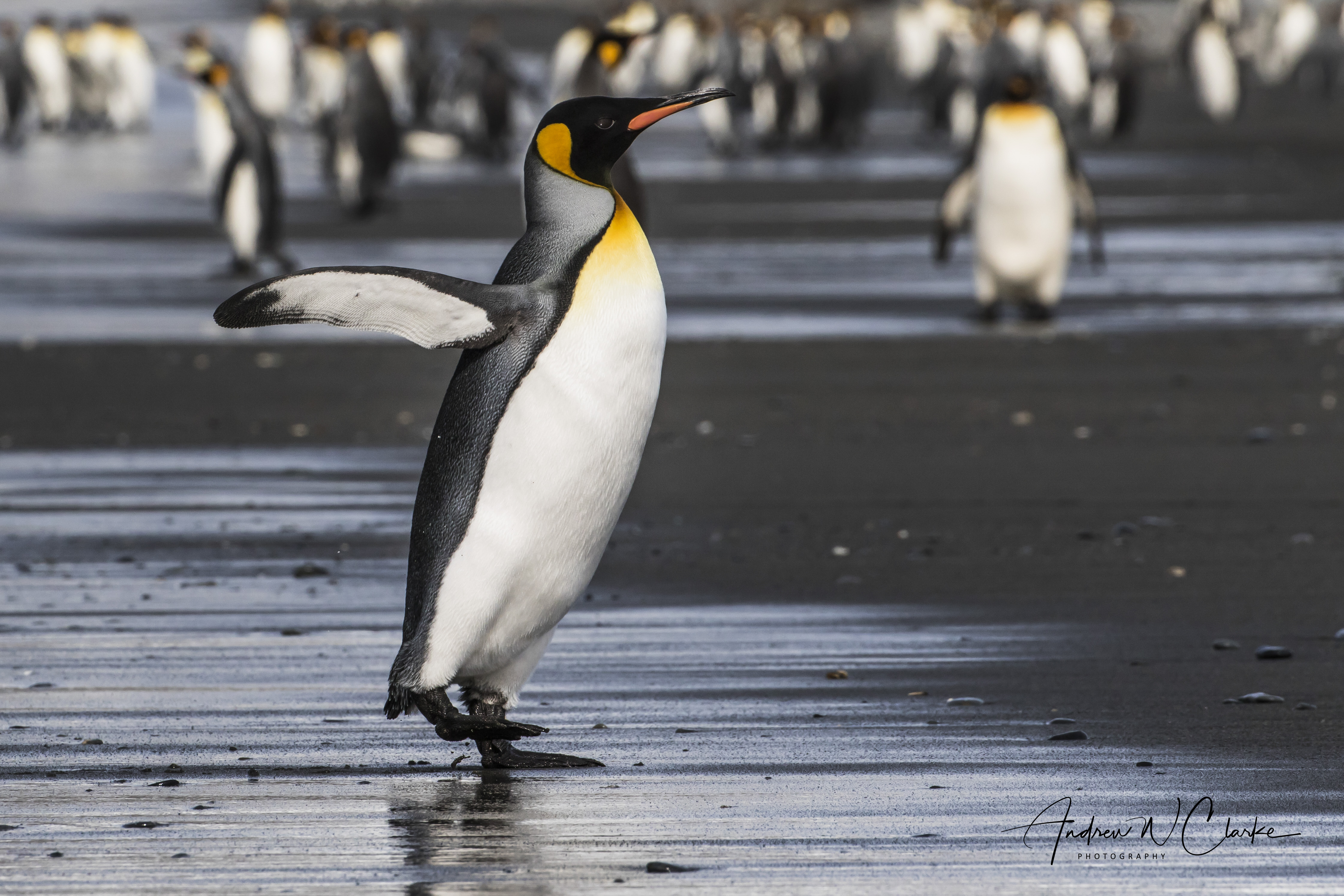 King Penguin