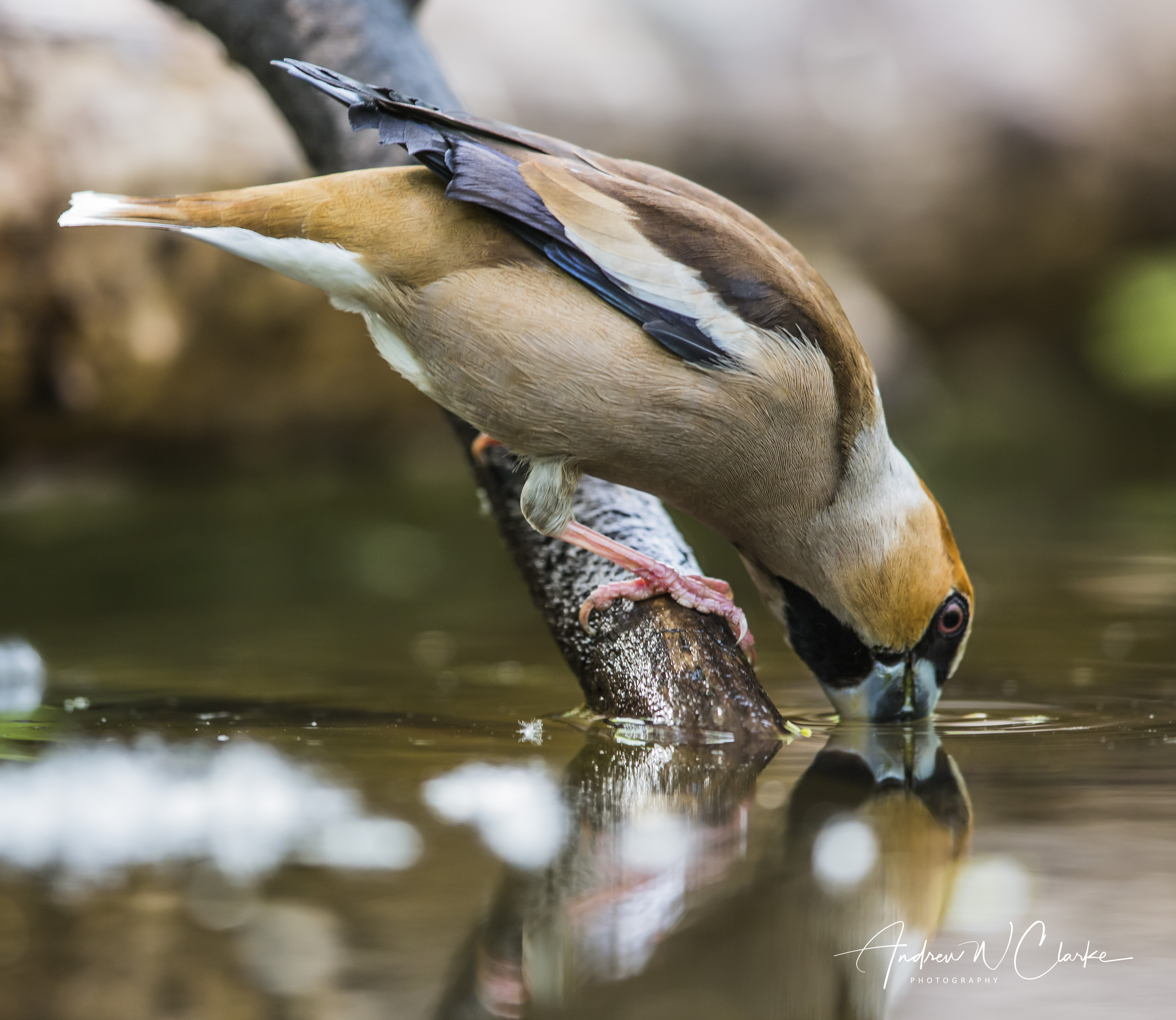 Hawfinch