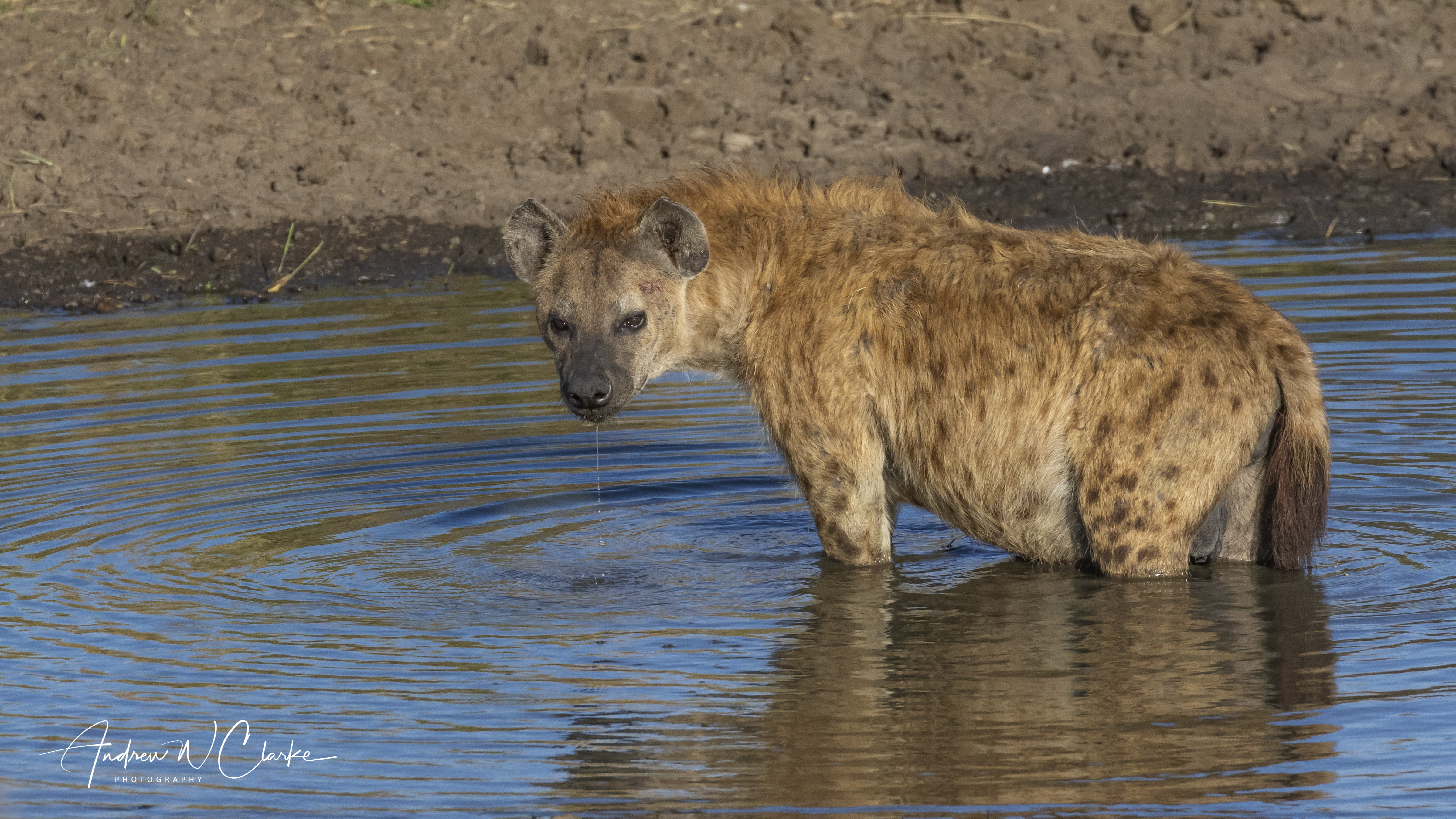 Spotted Hyena