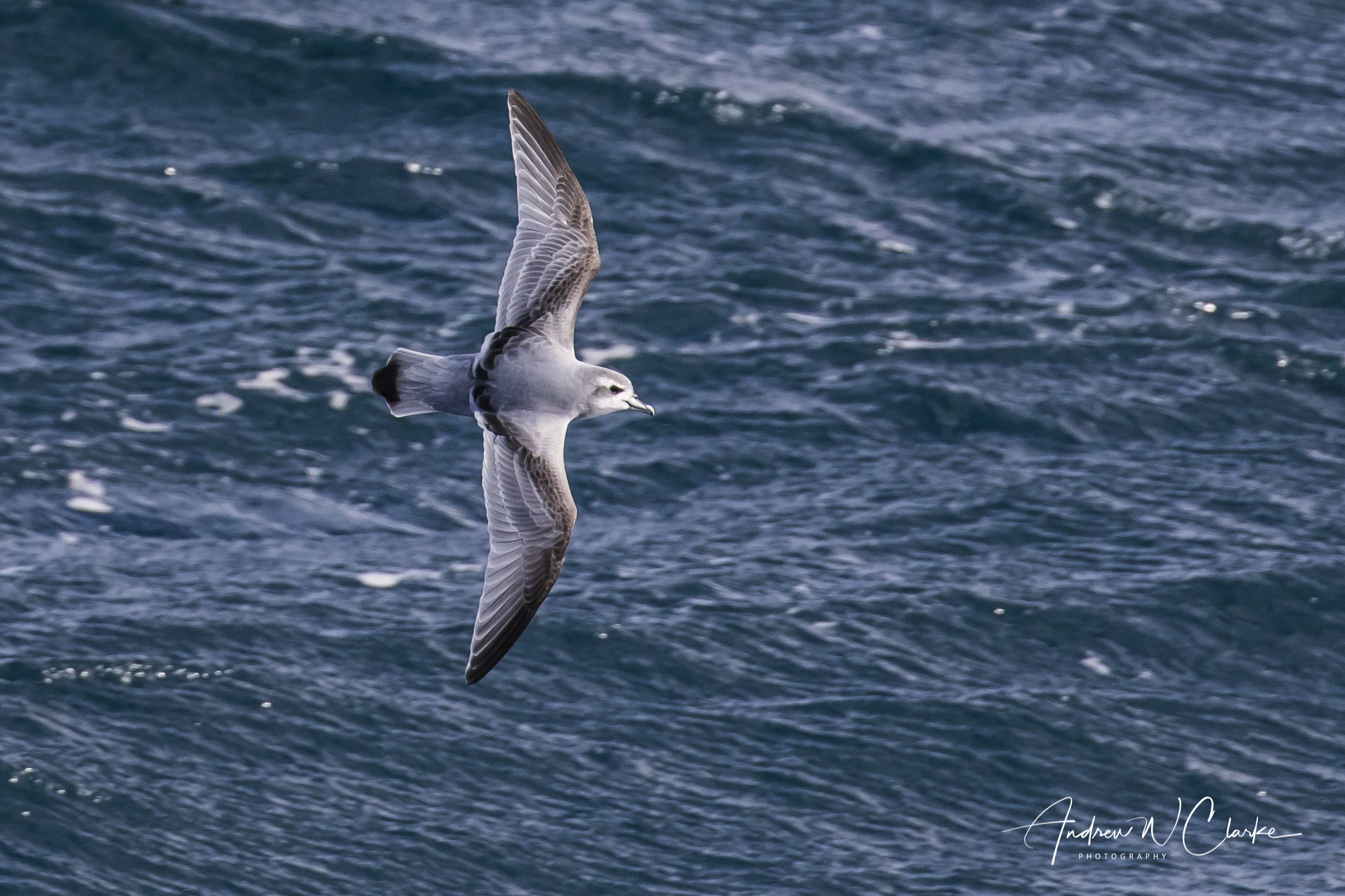 Slender-billed Prion