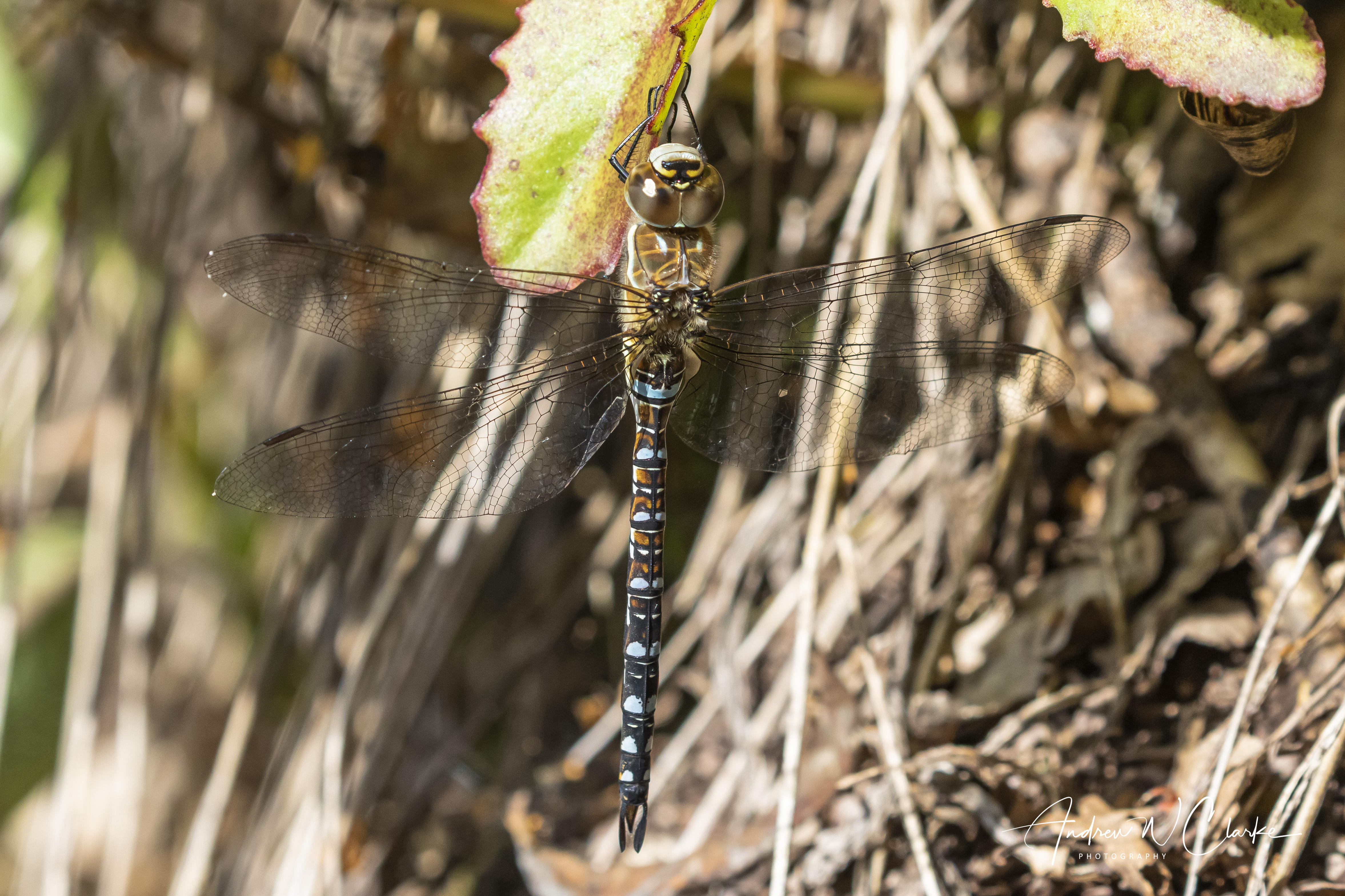 Migrant Hawker