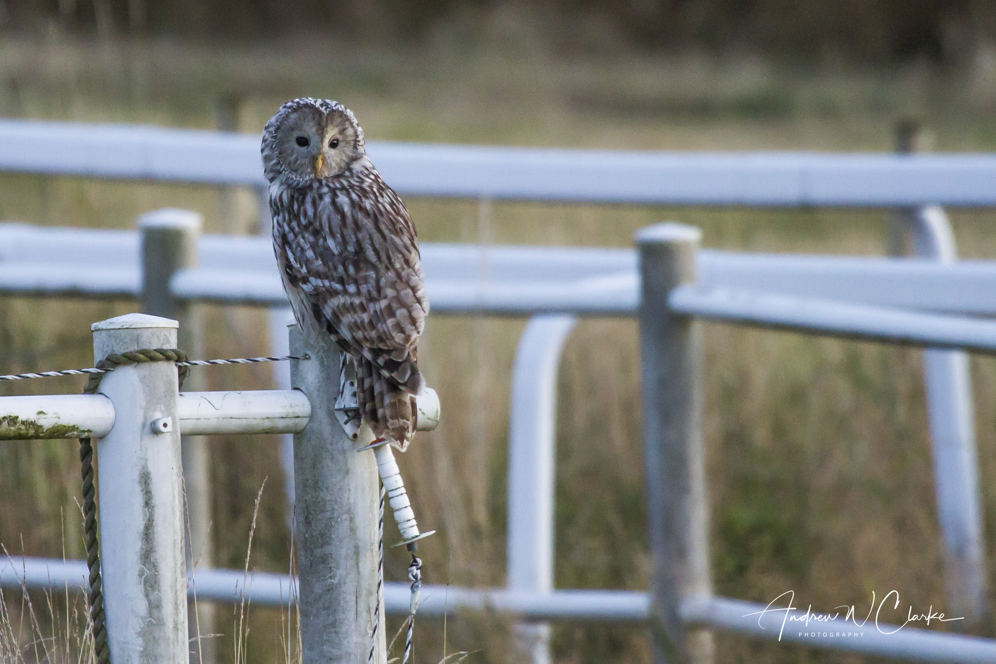 Ural Owl / Slagugle