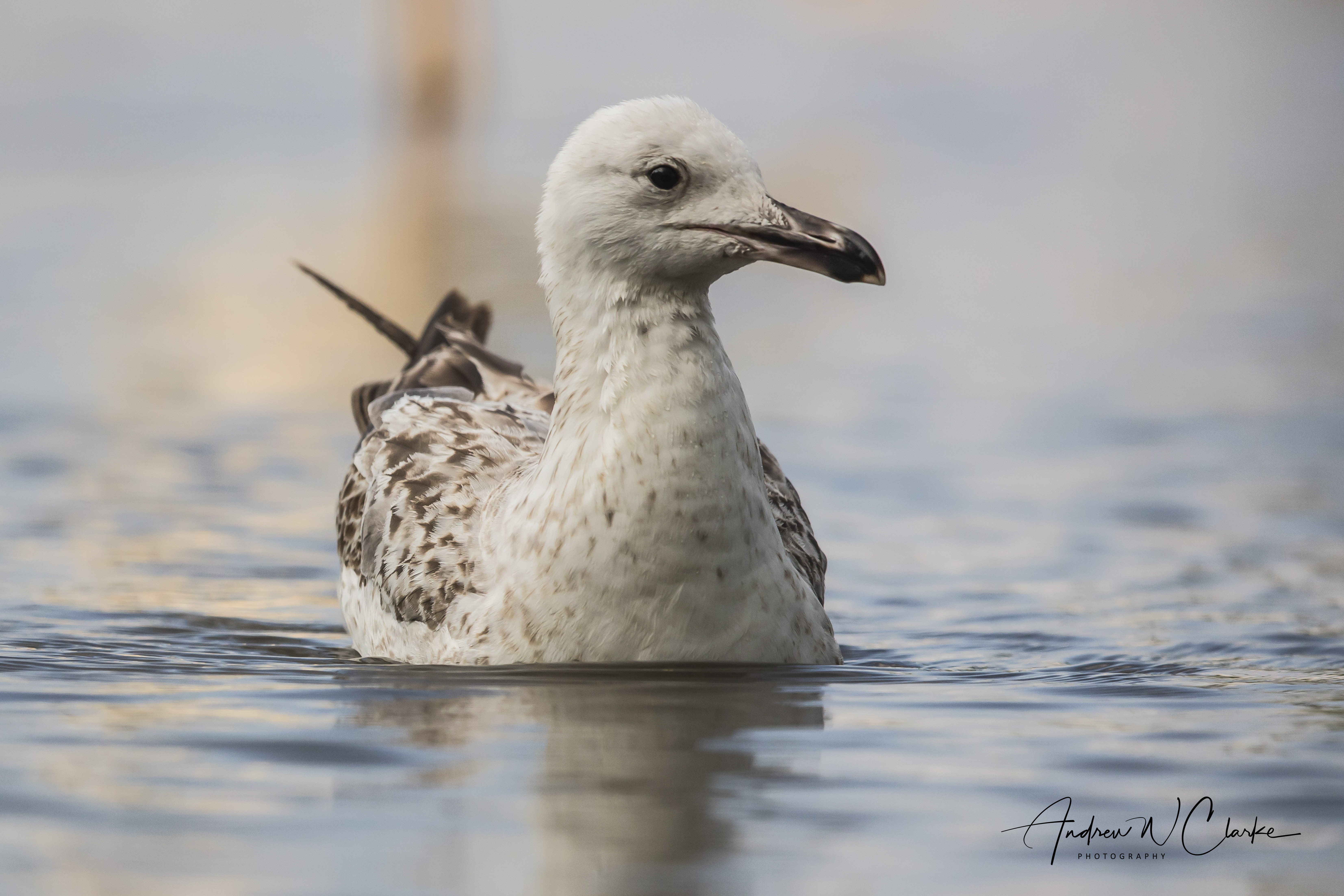 Caspian Gull