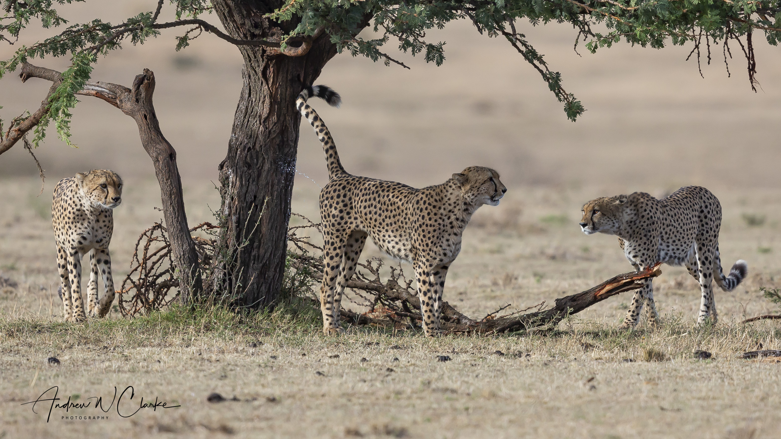 Cheetah