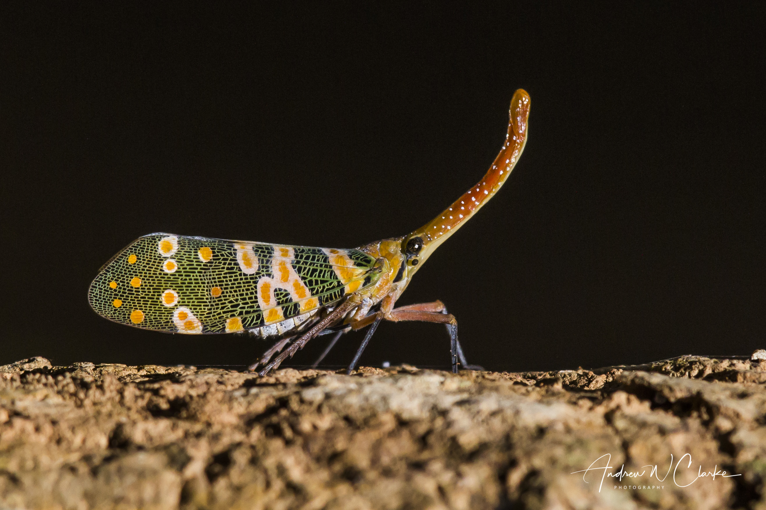 lantern flies lantern flies