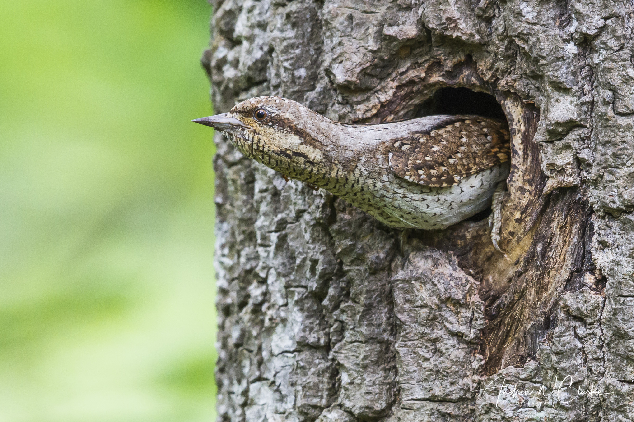 Eurasian Wryneck / Vendehals