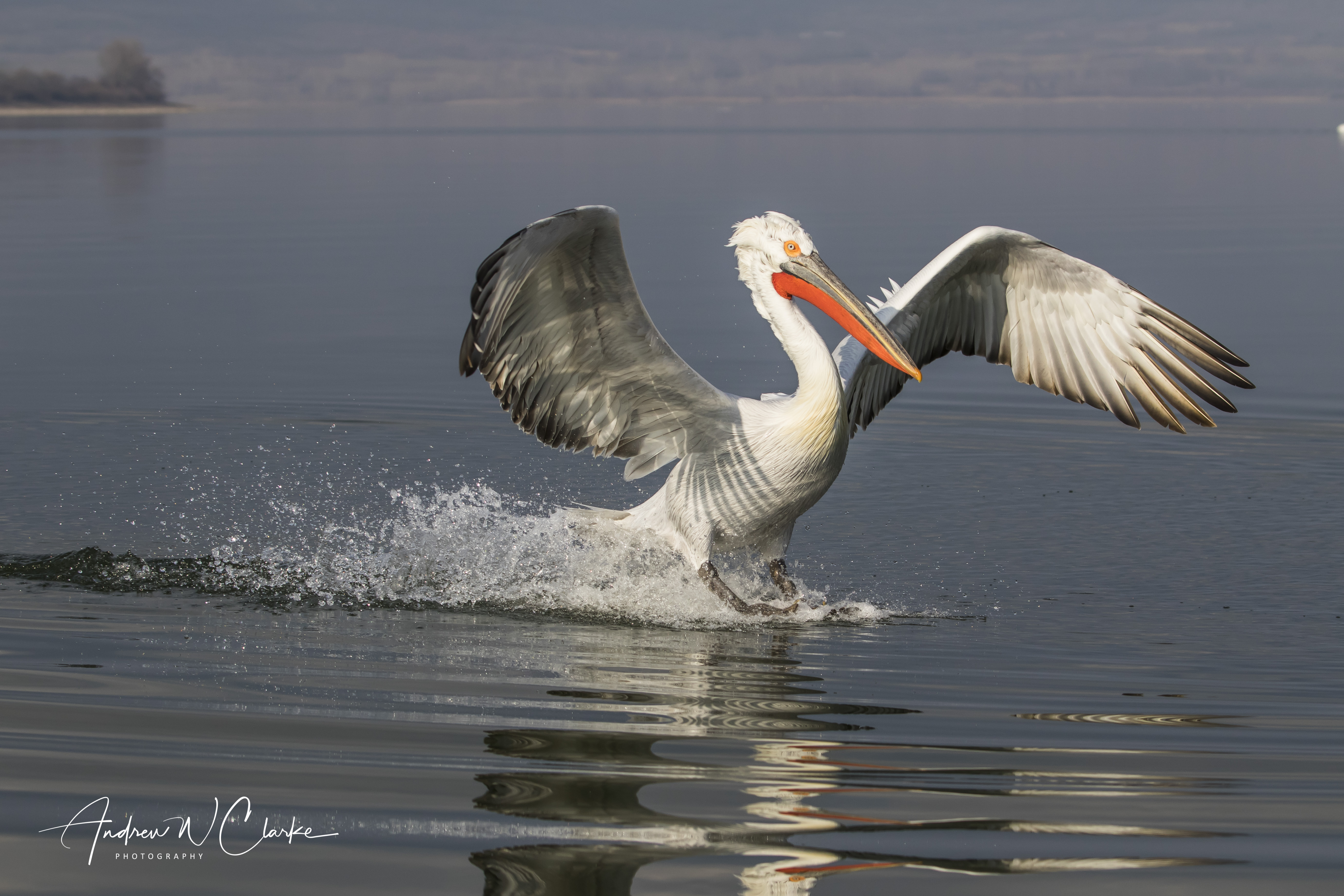 Dalmatian Pelican