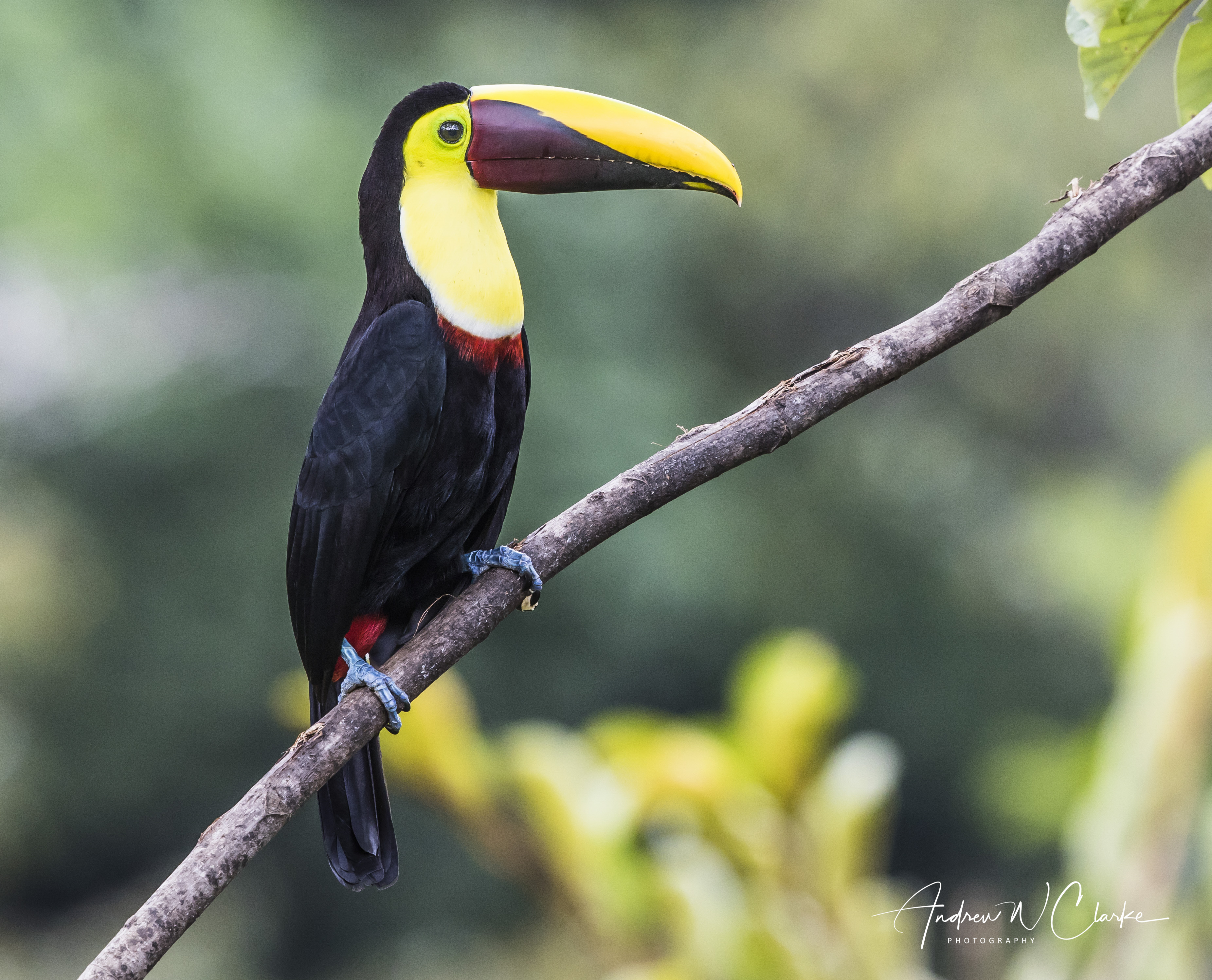 Yellow-throated Toucan