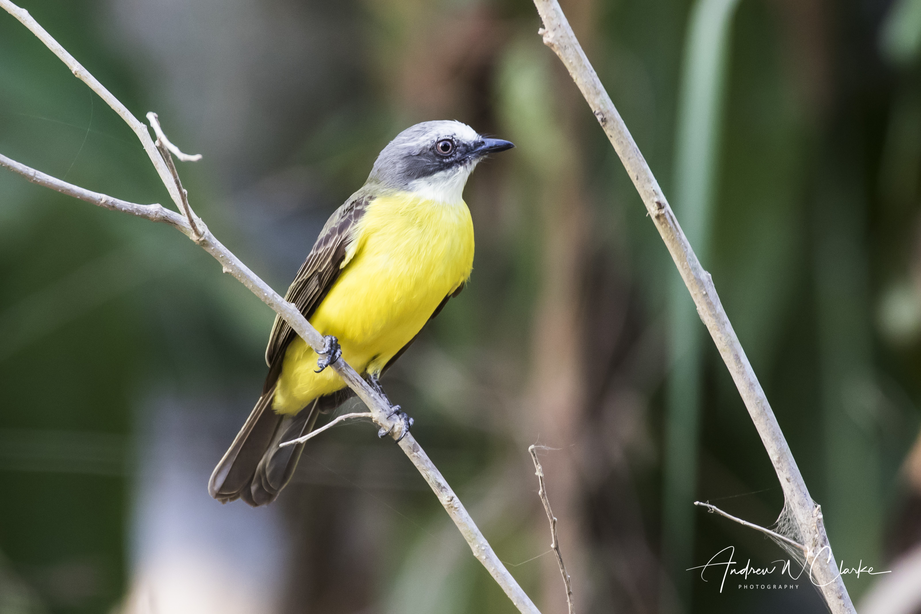 Grey-capped Flycatcher