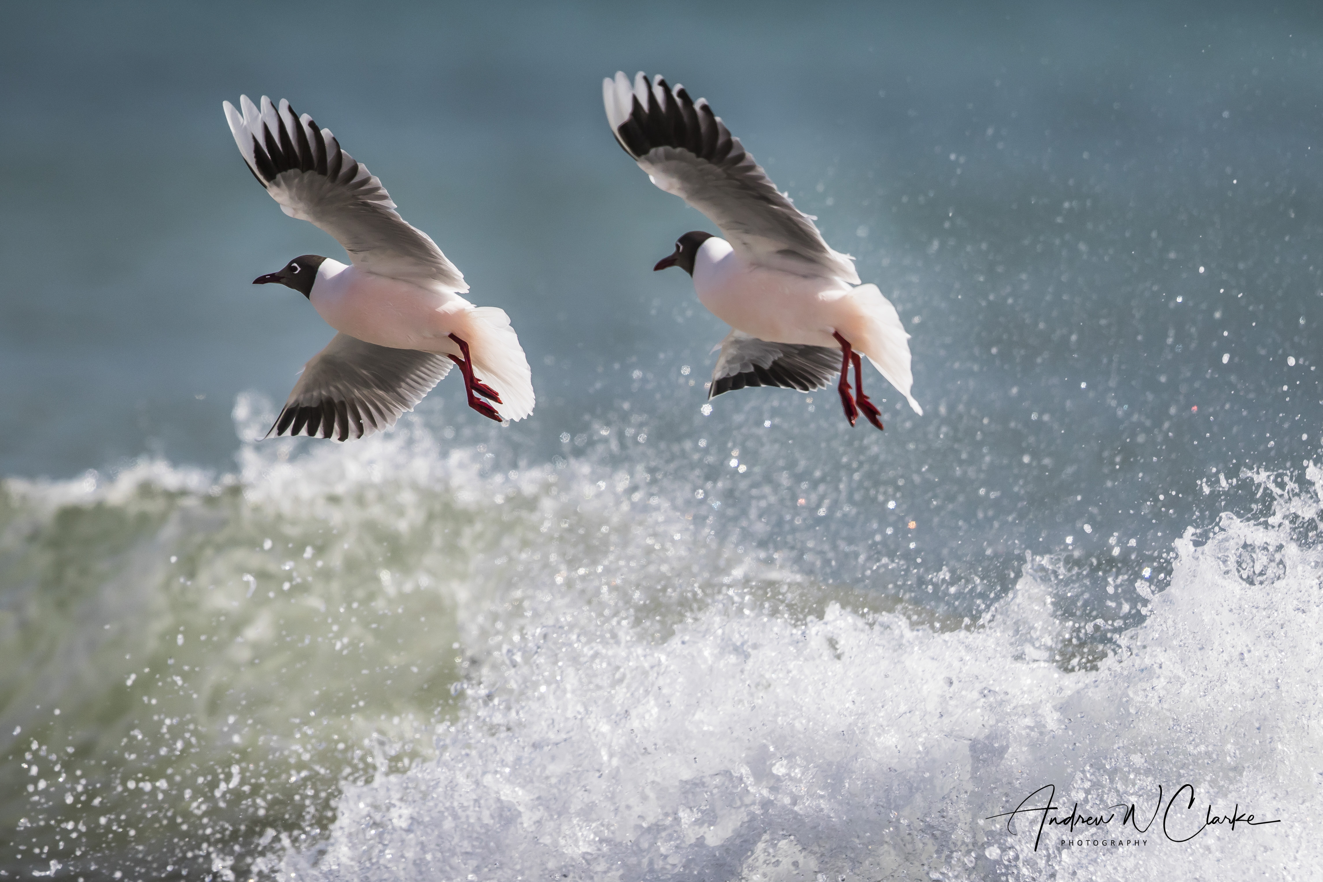 Brown-hooded Gull