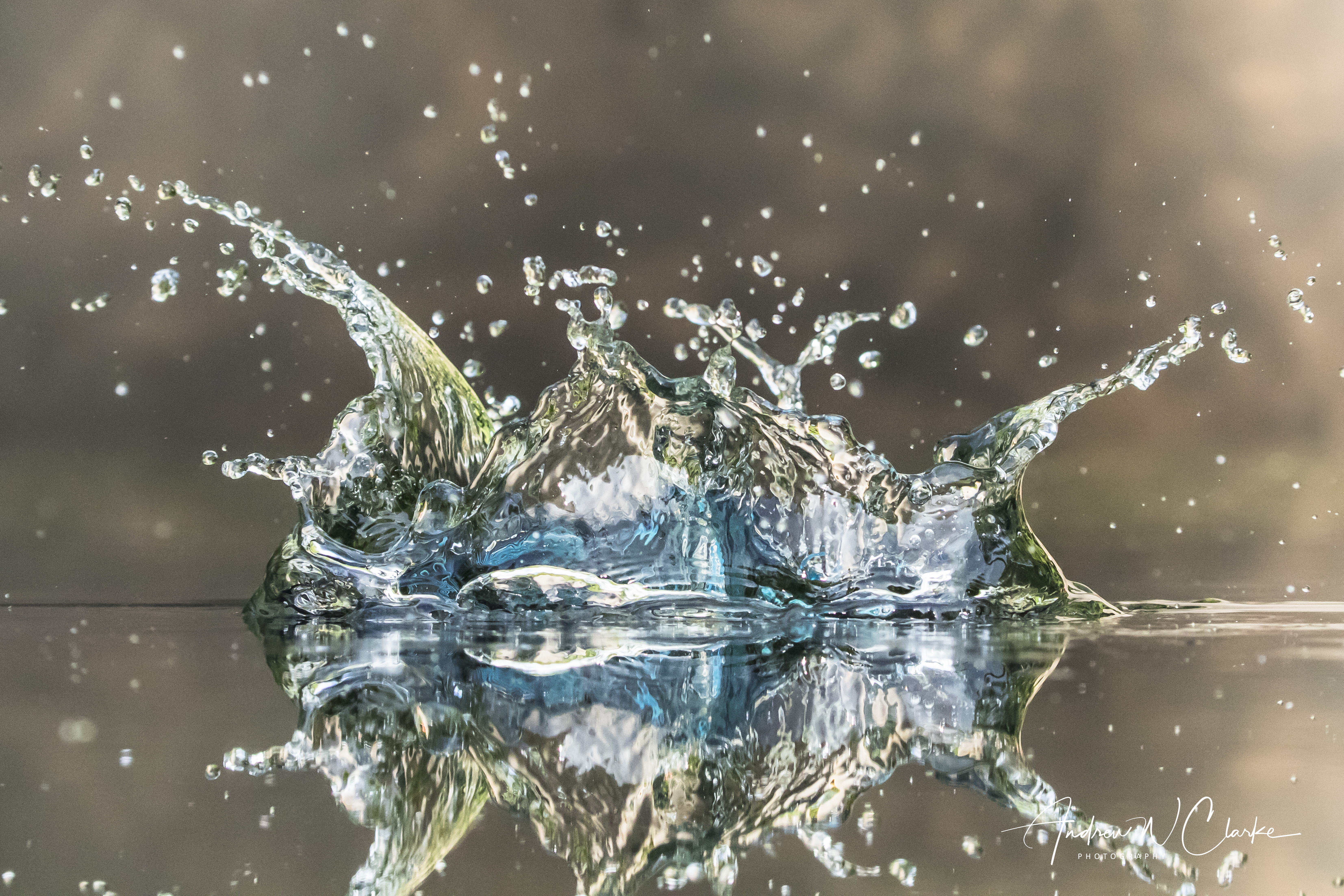 Common Kingfisher splash