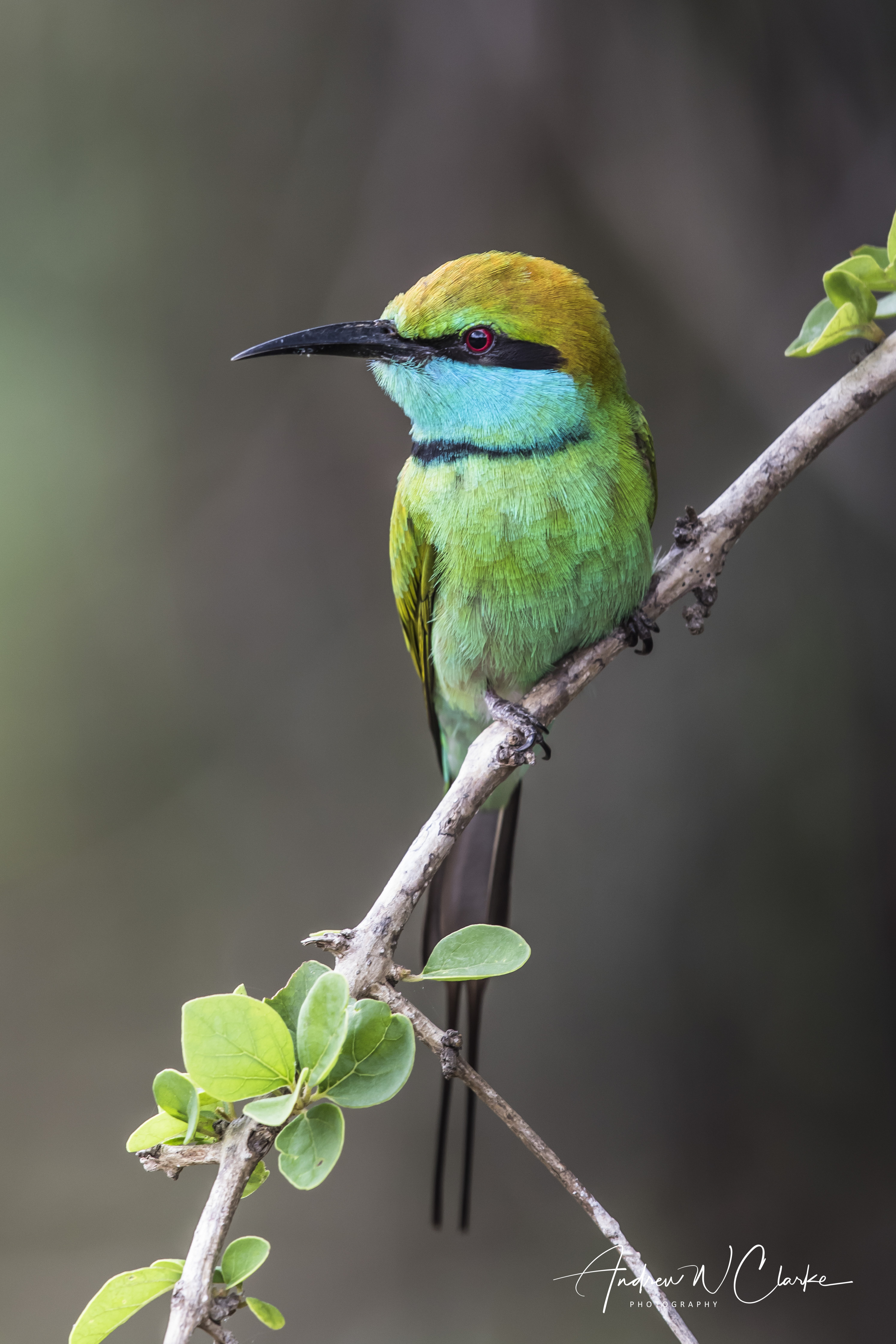 Green Bee-eater