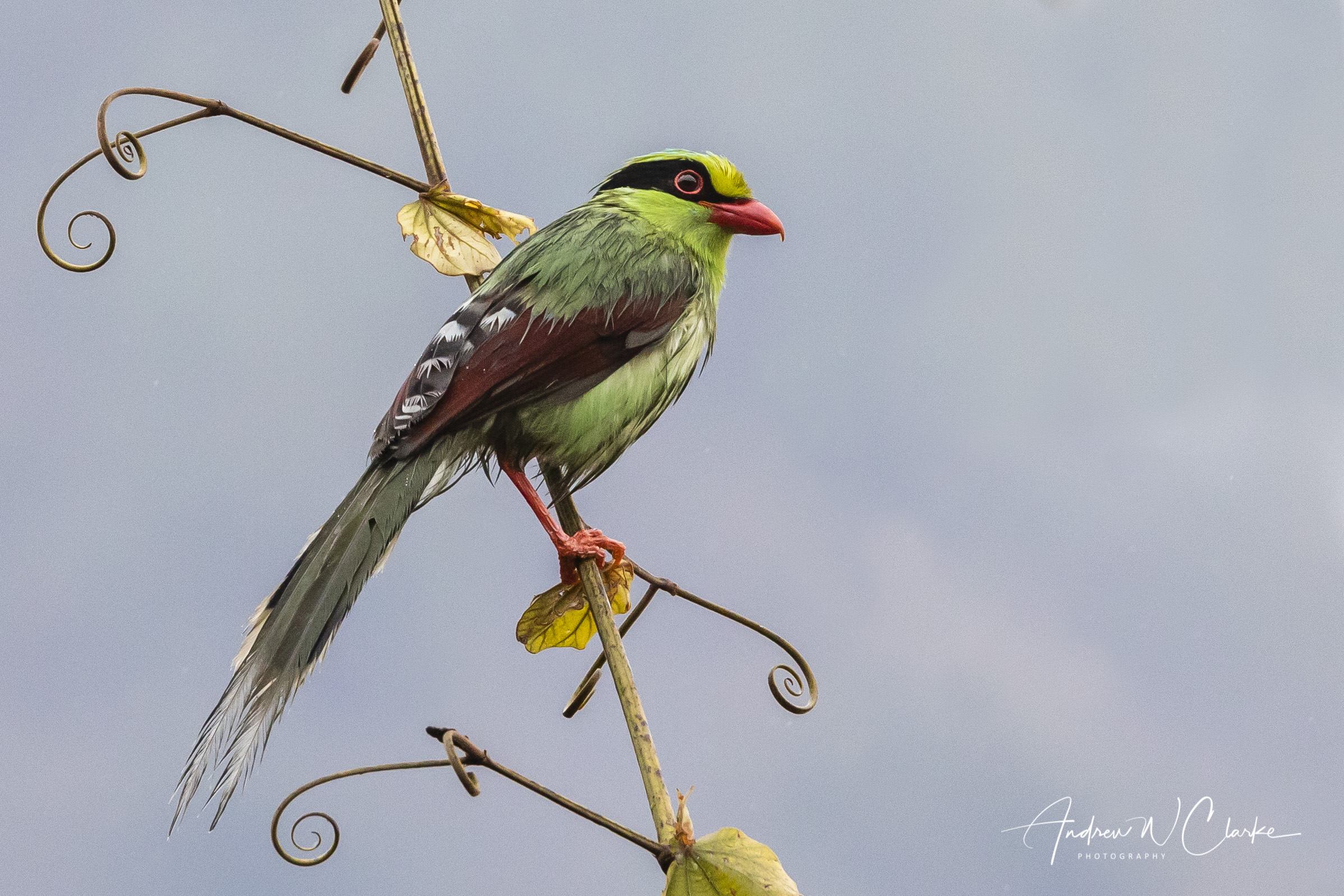 Common Green-Magpie