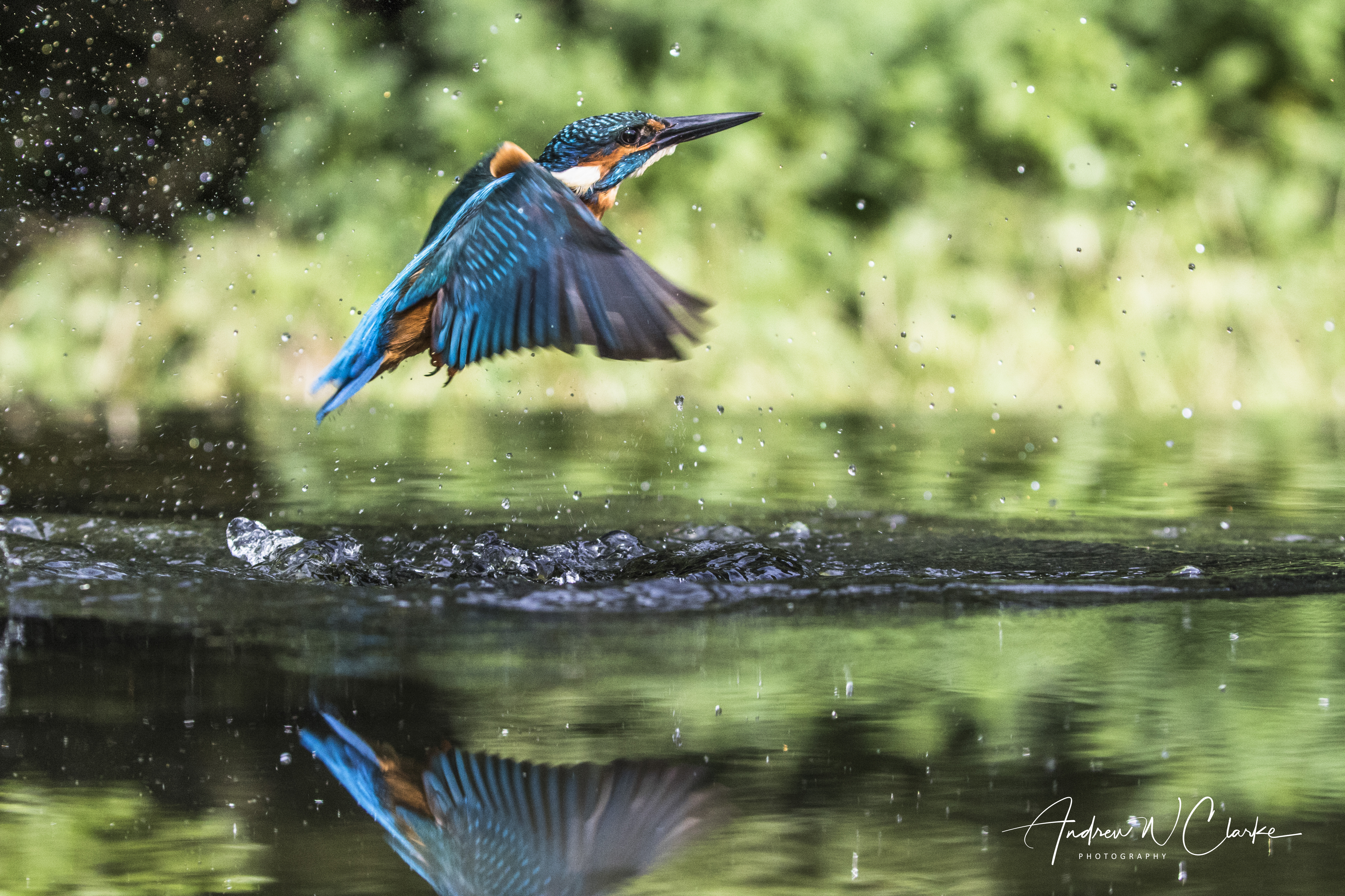 Common Kingfisher