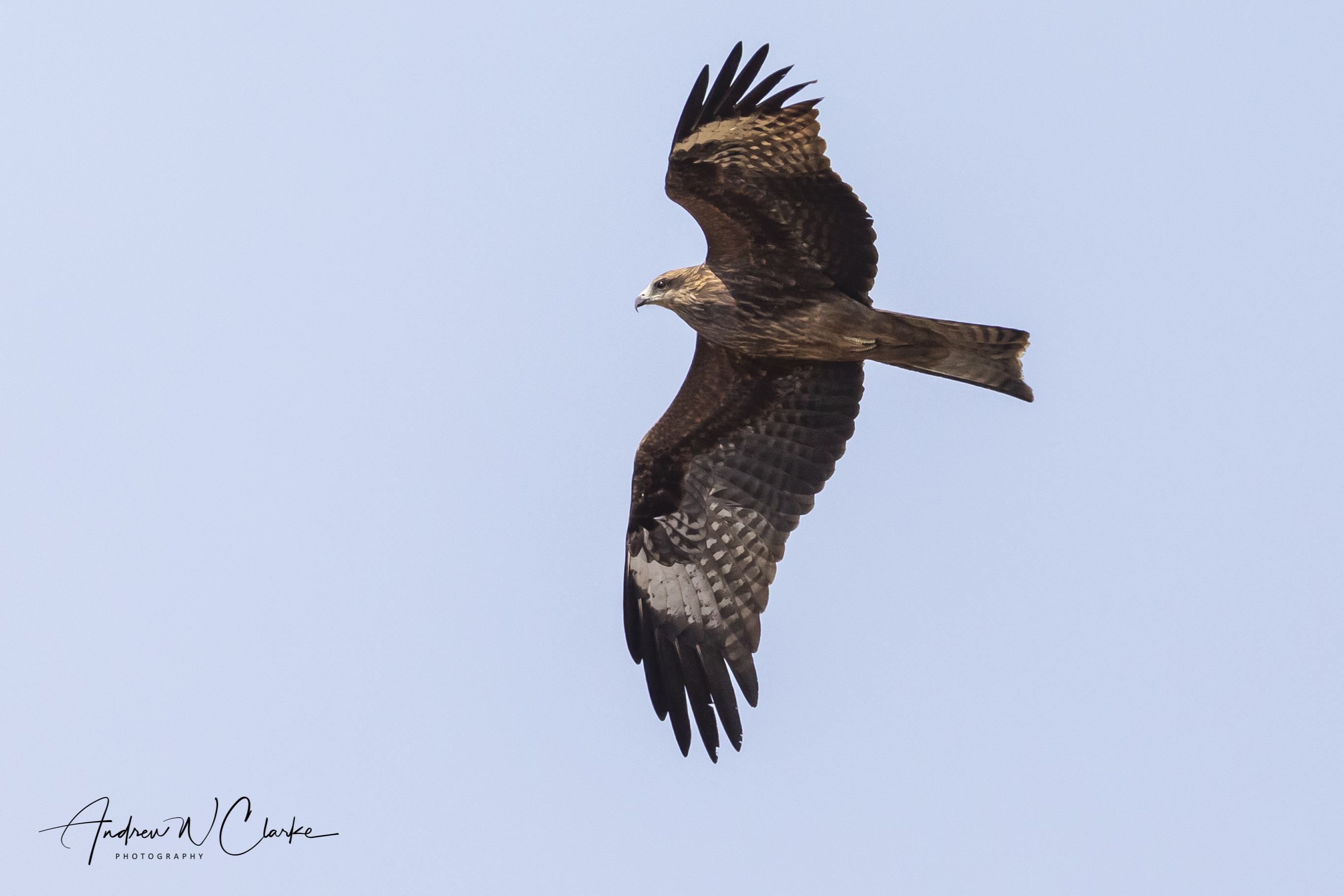 Black Kite
