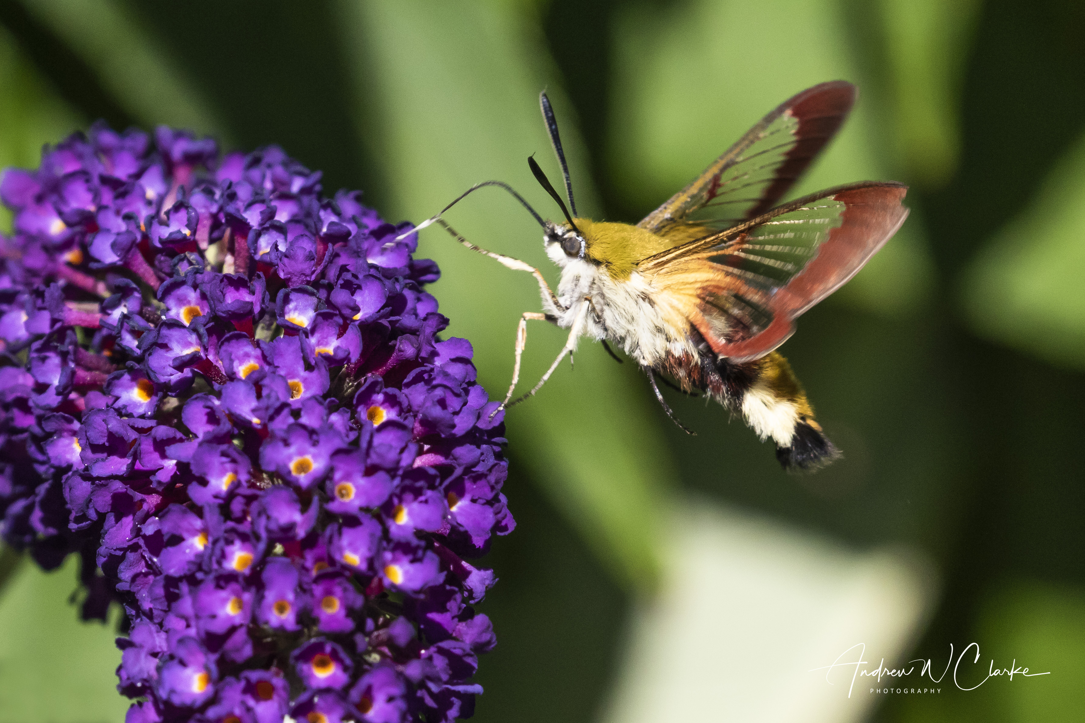 Broad-bordered Bee Hawk-moth