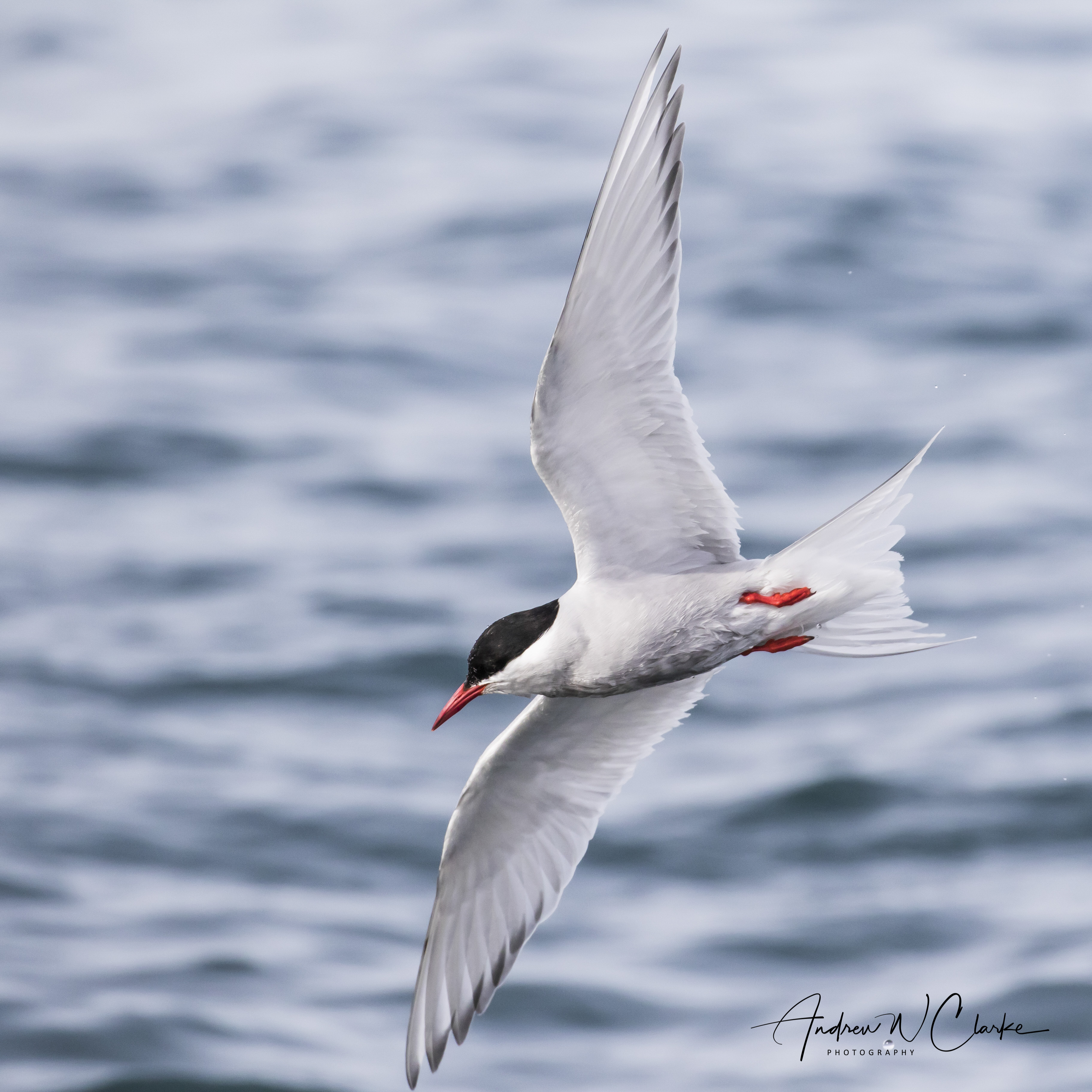 Antarctic Tern