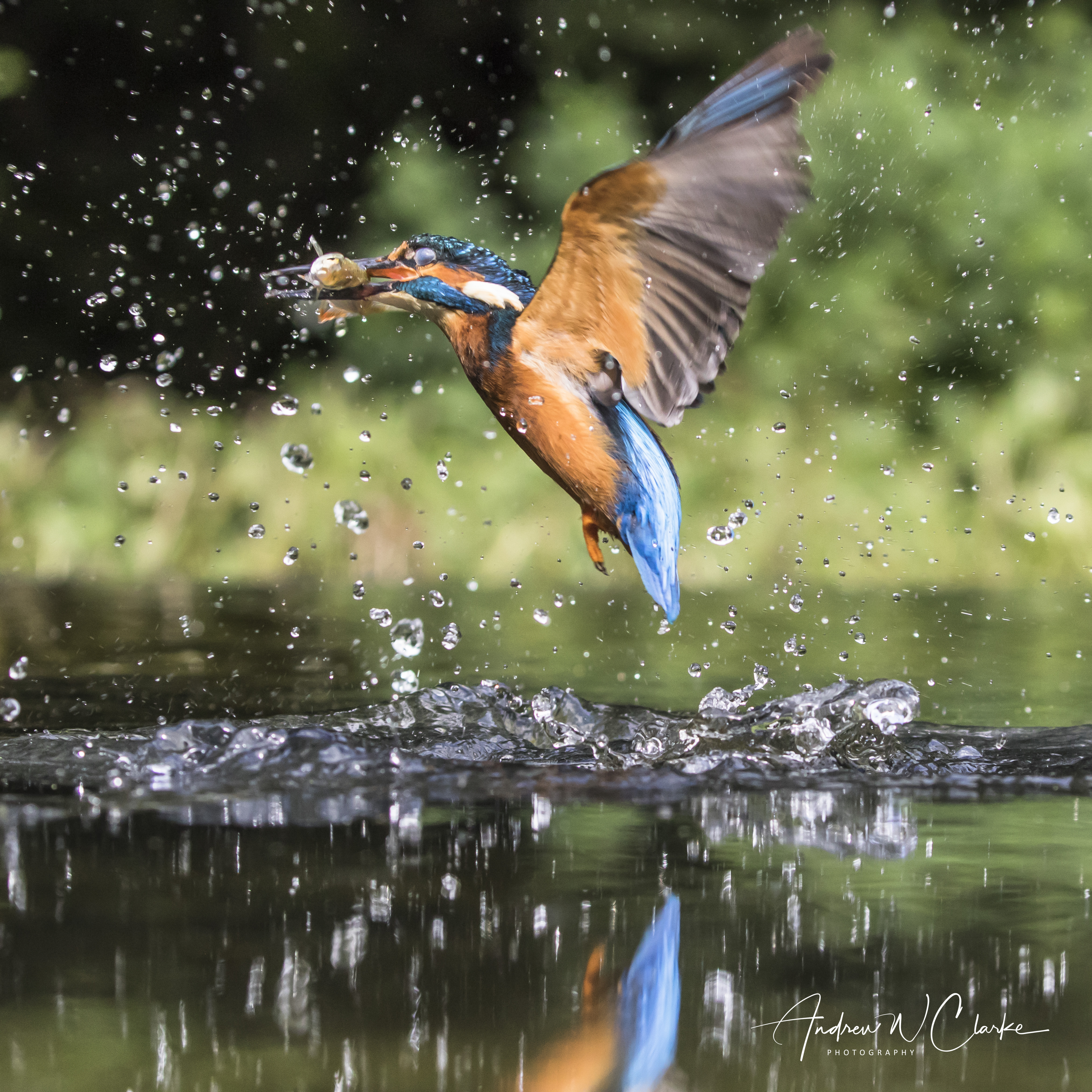 Common Kingfisher