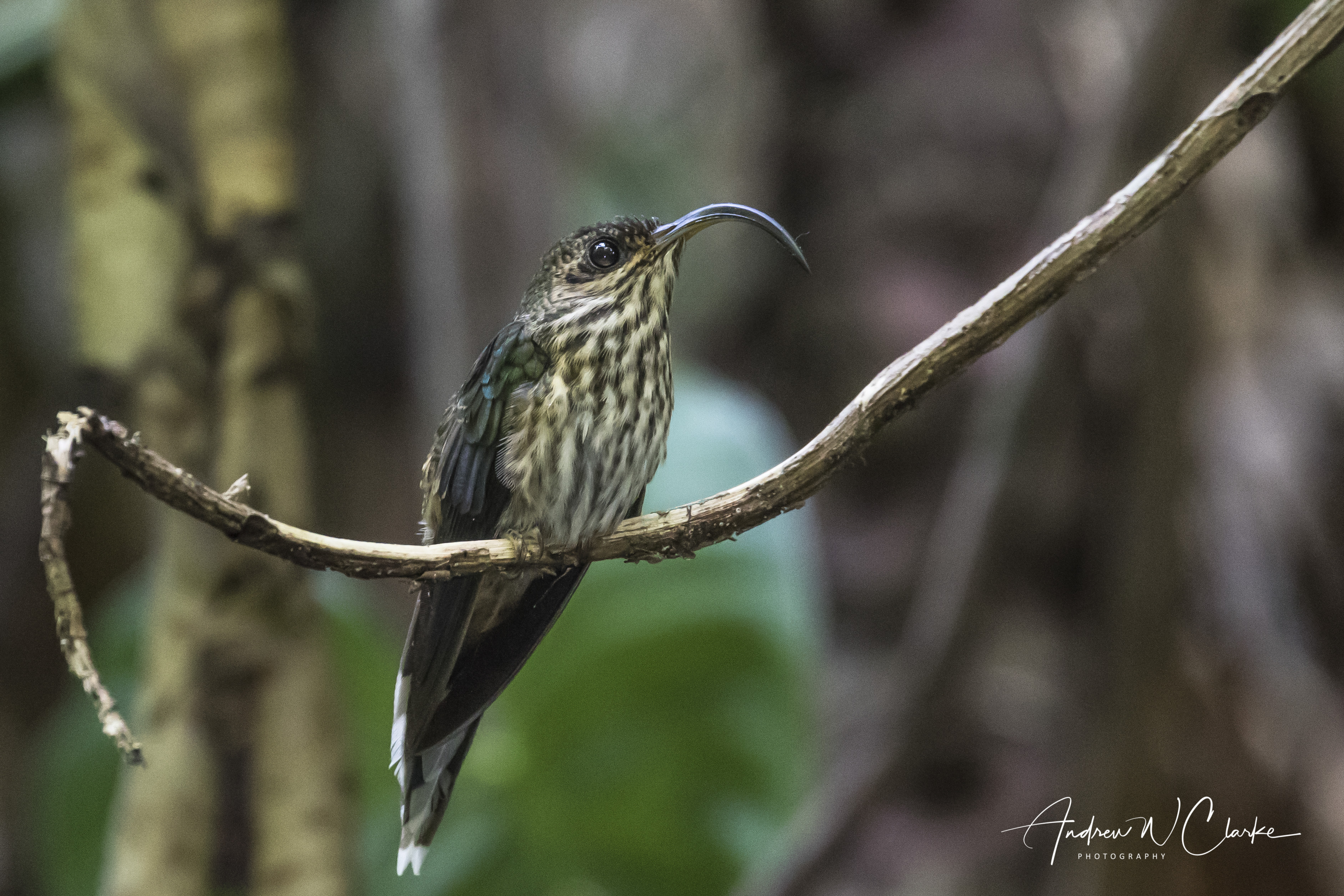 White-tipped Sicklebill