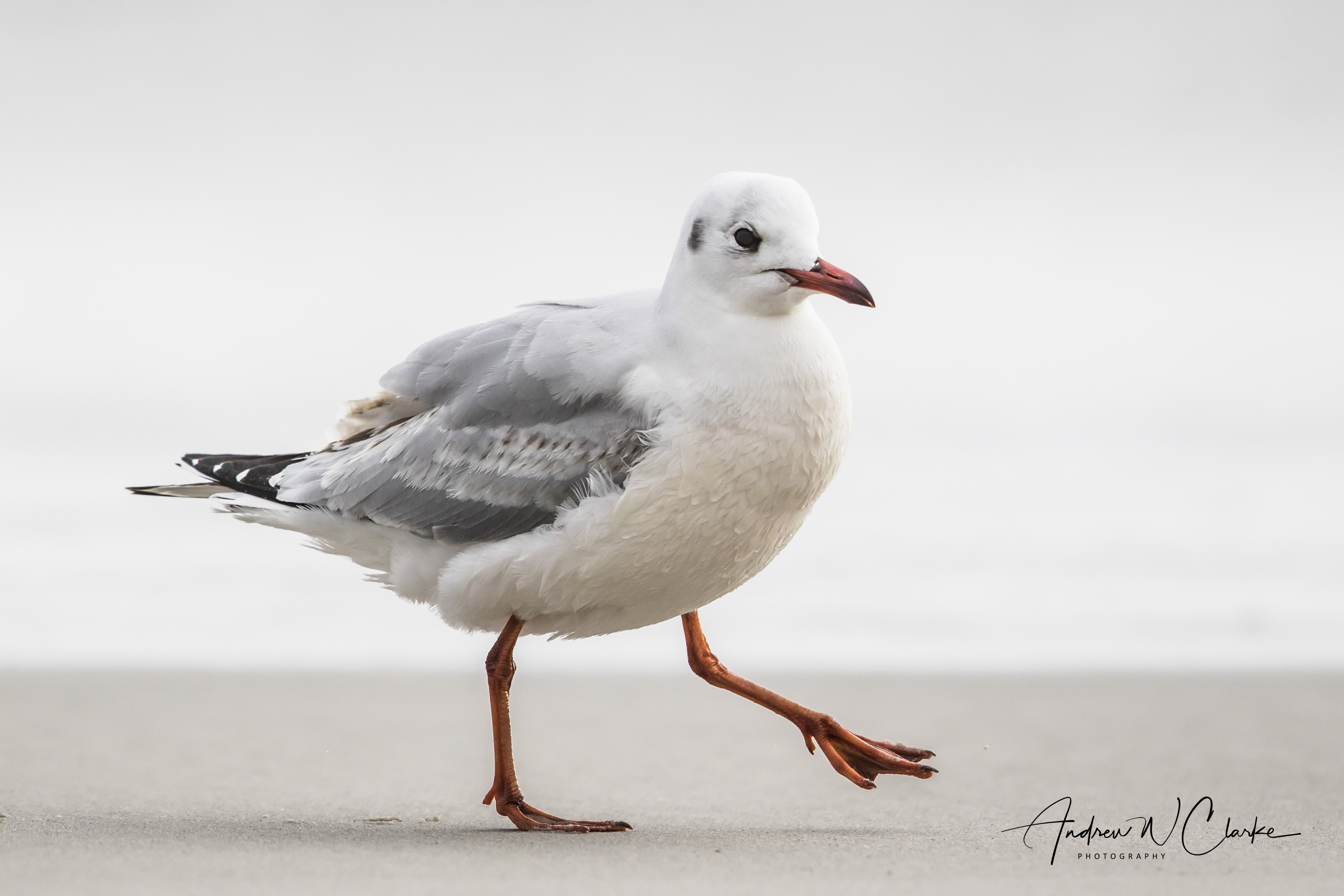 Brown-hooded Gull