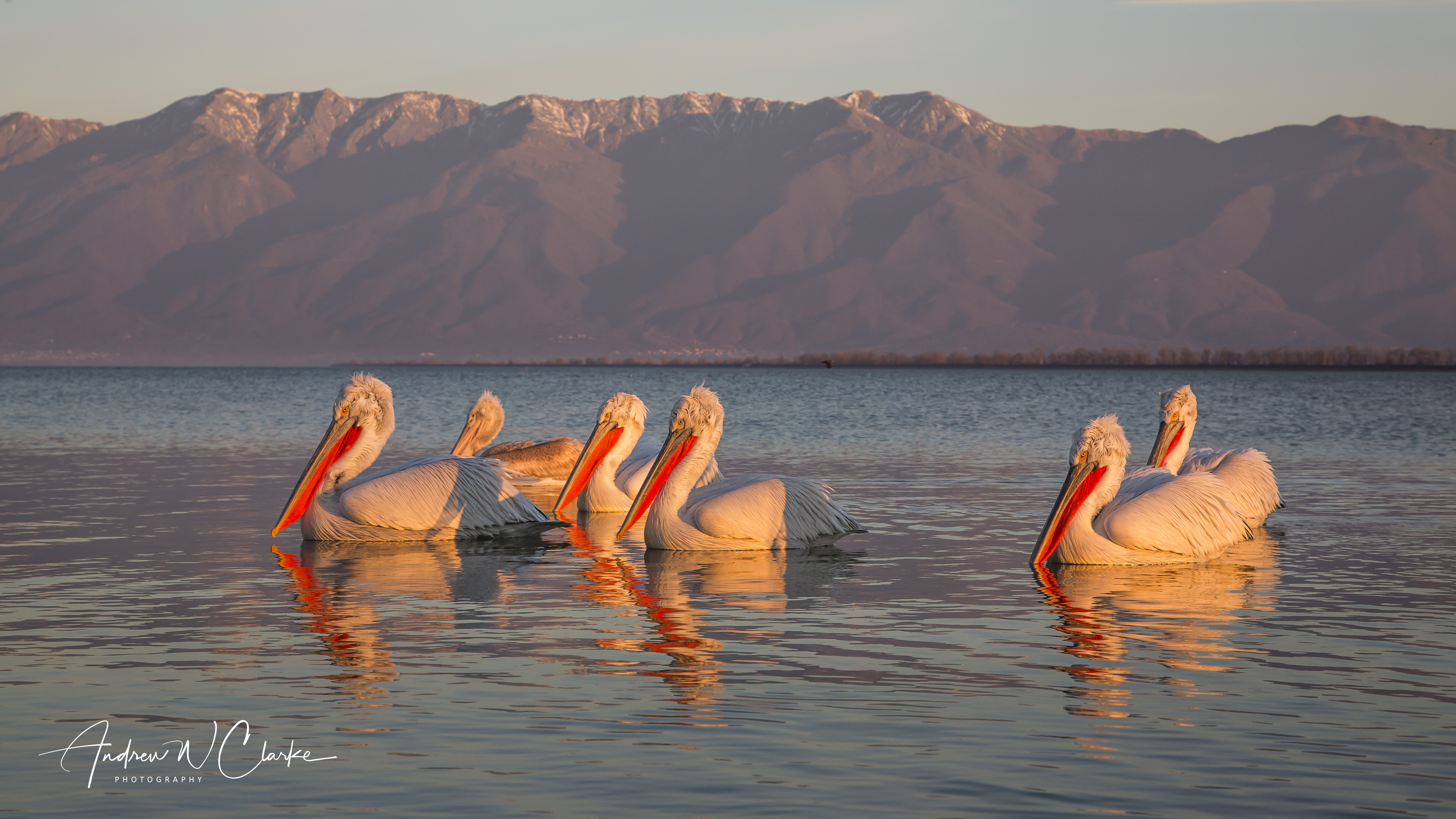 Dalmatian Pelican