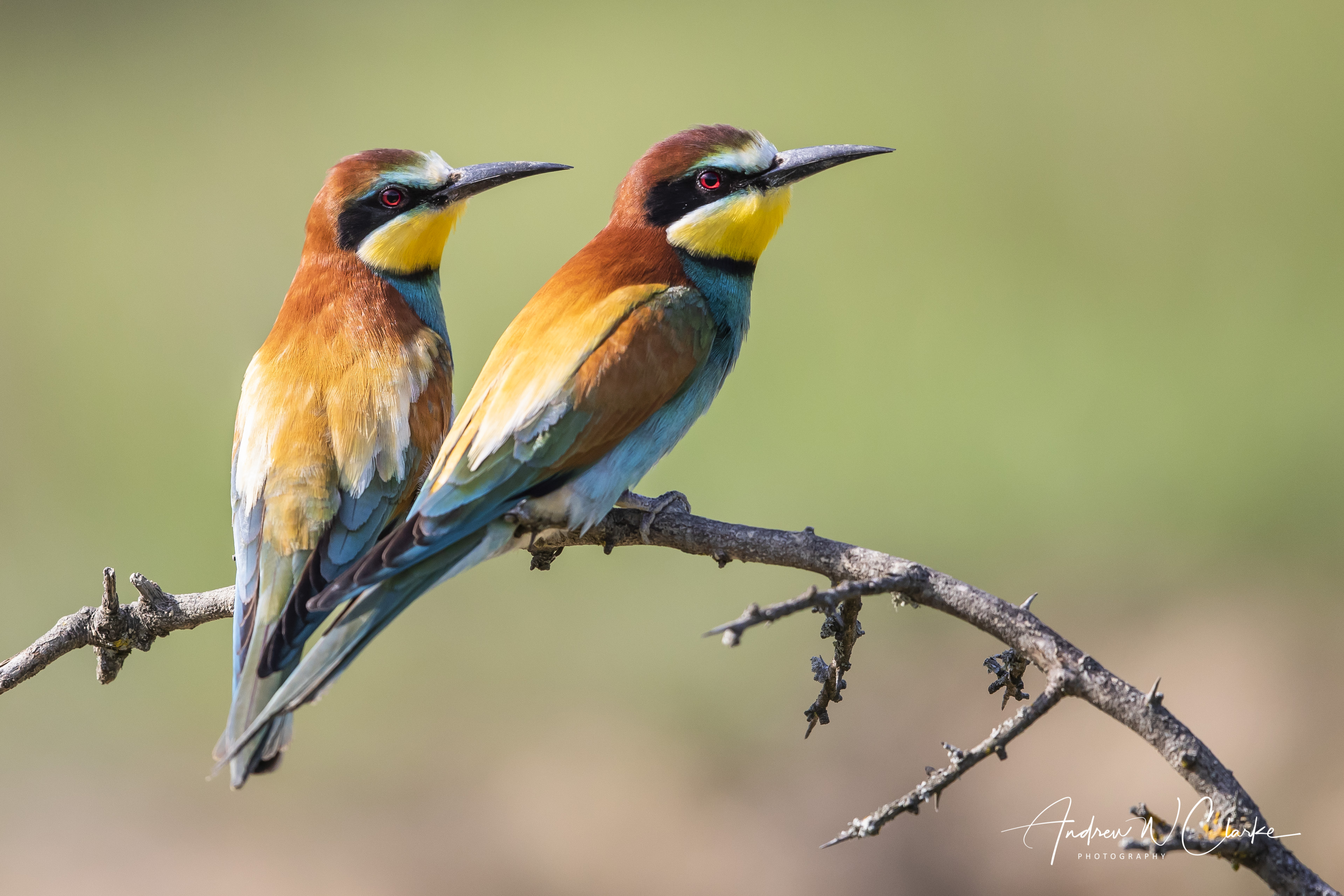 European Bee-eater