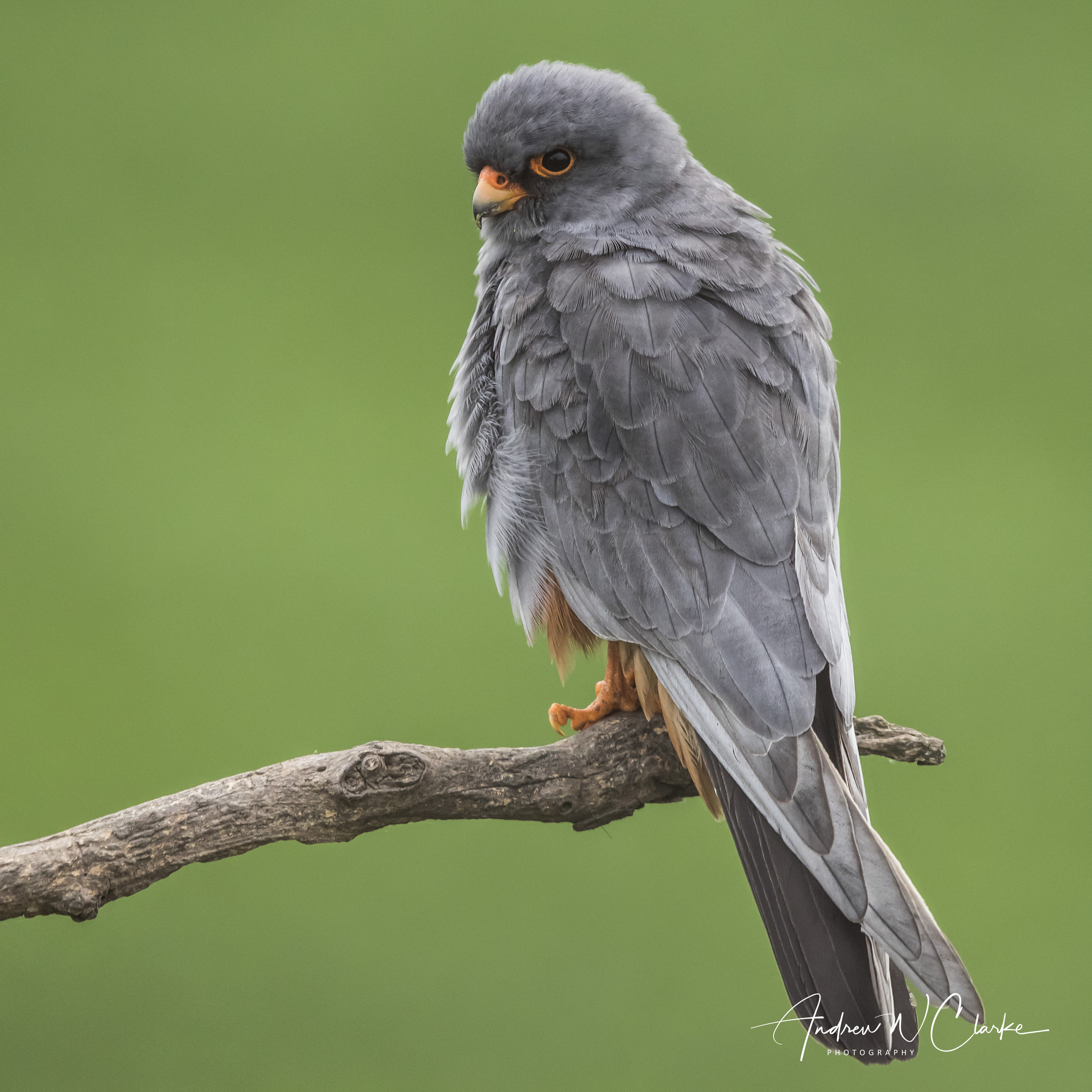 Red-footed Falcon