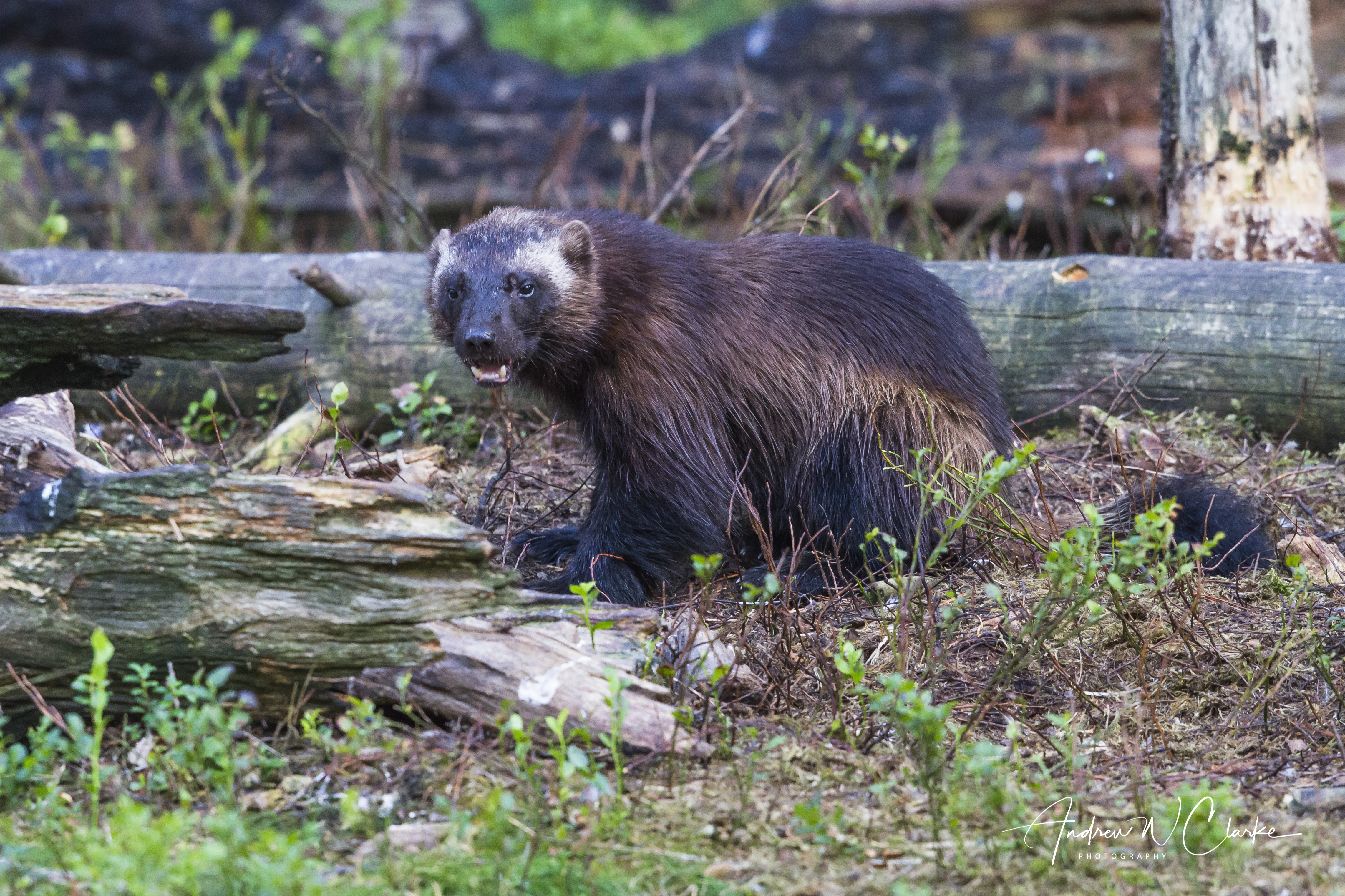 Wolverine