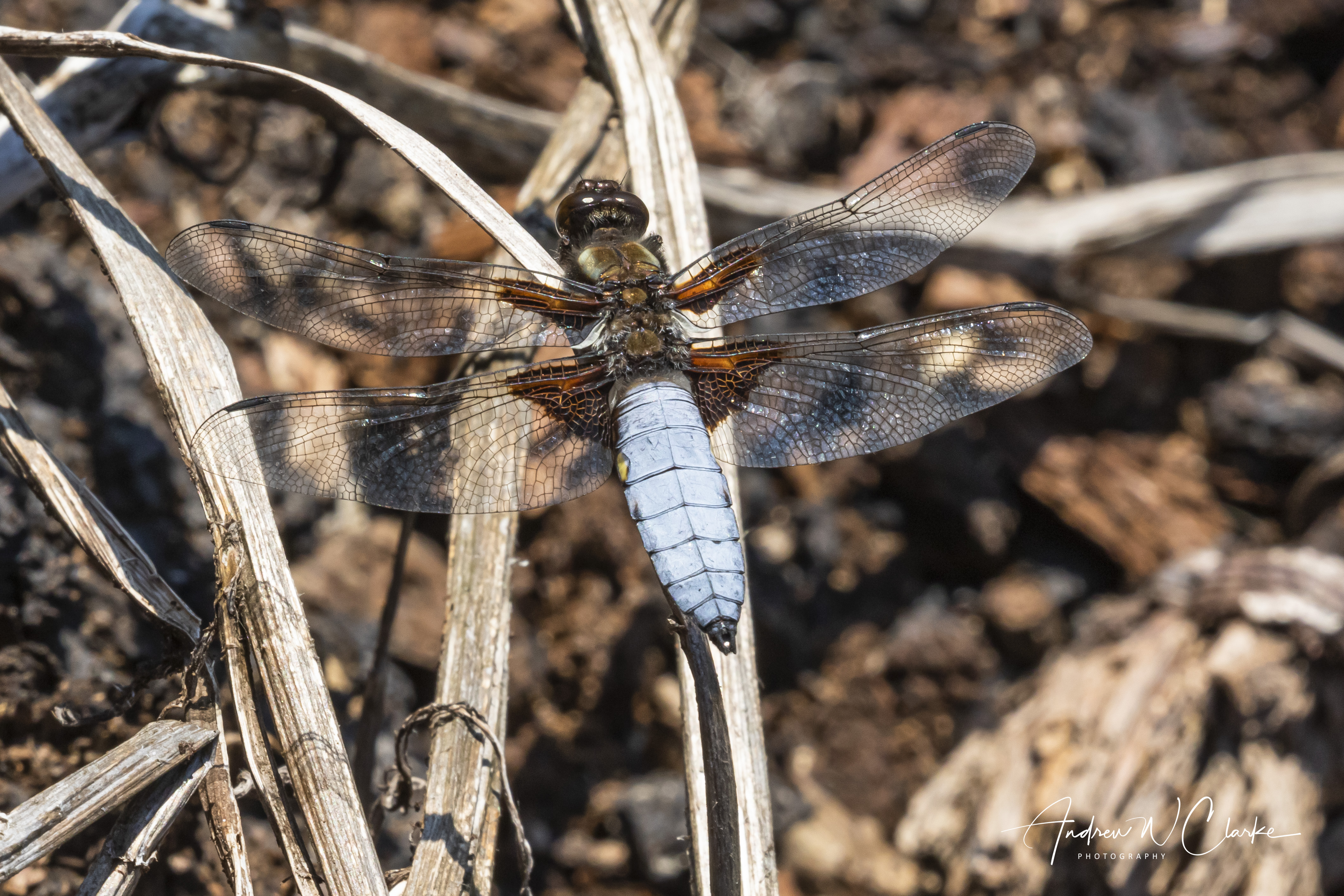 Broad-bodied Chaser