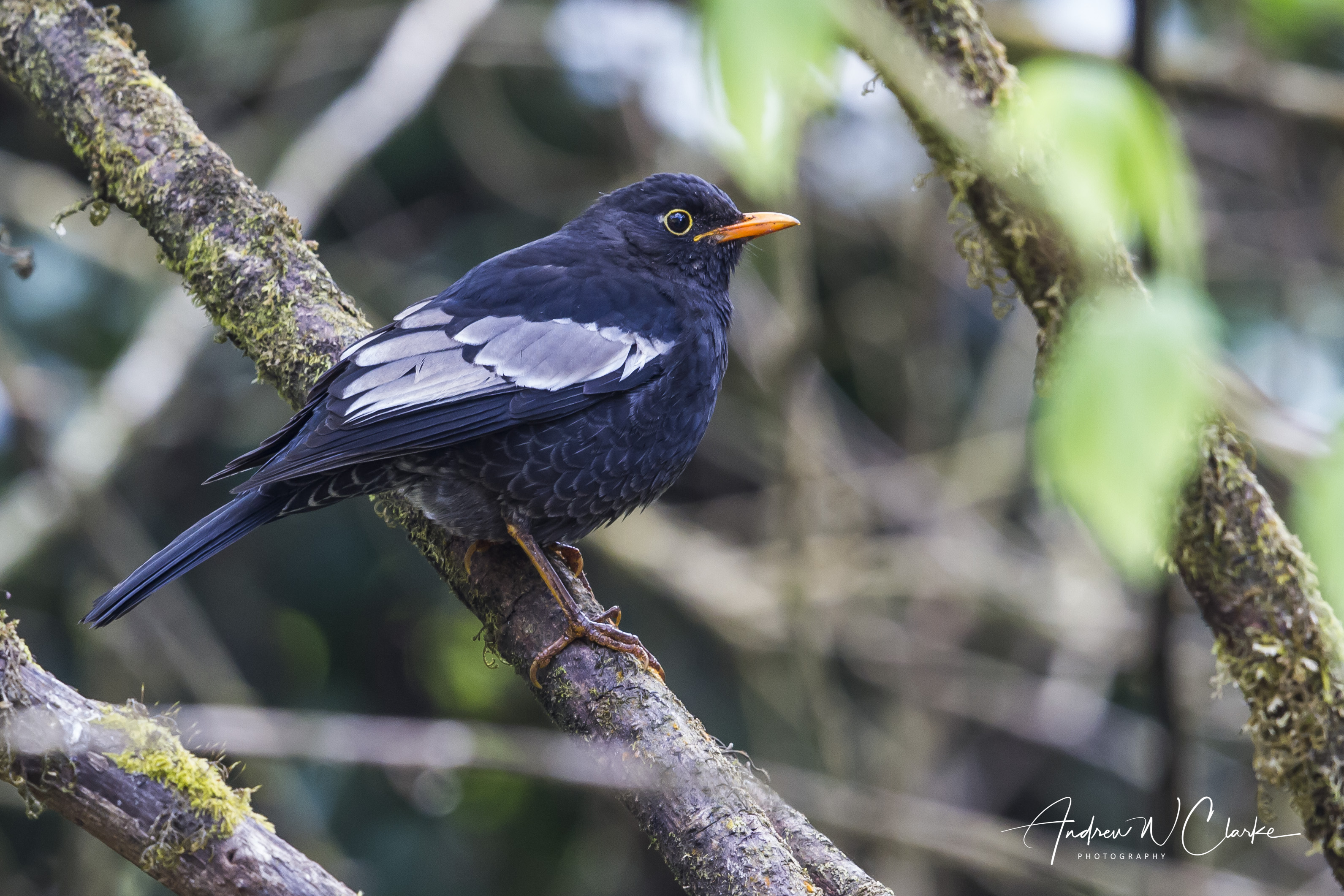 Gray-winged Blackbird