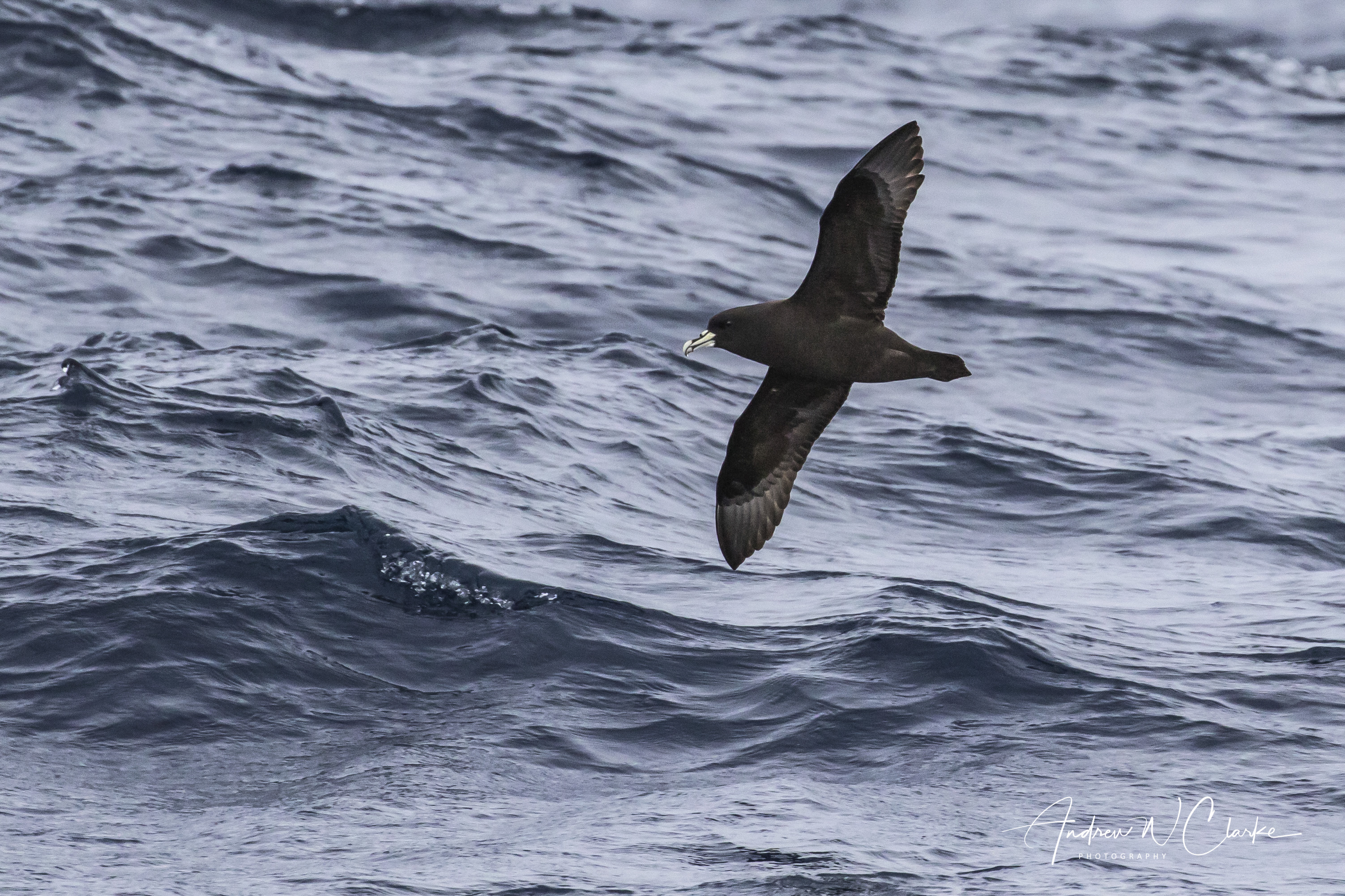 White-chinned Petrel
