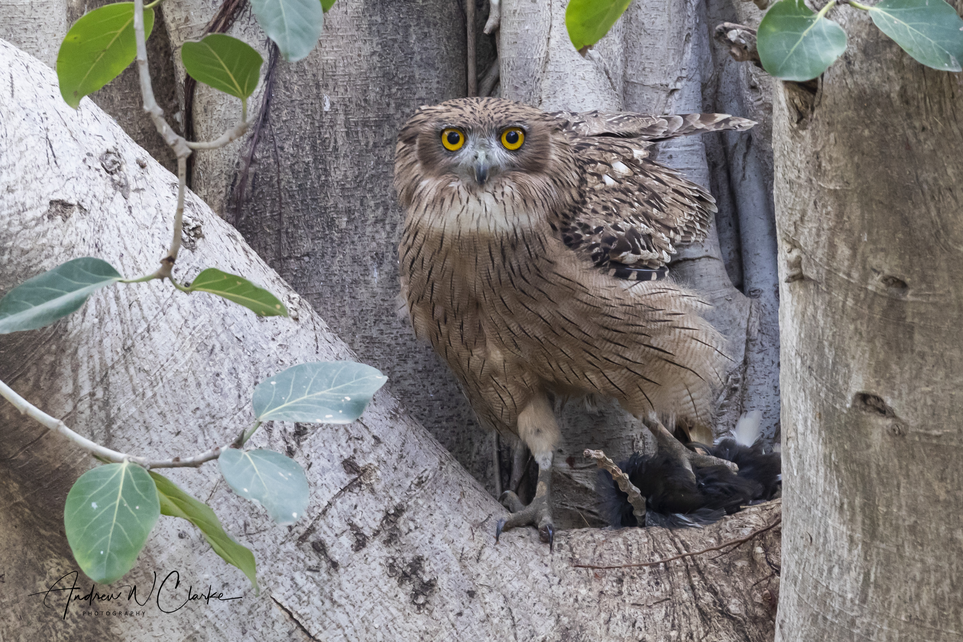 Brown Fish-Owl