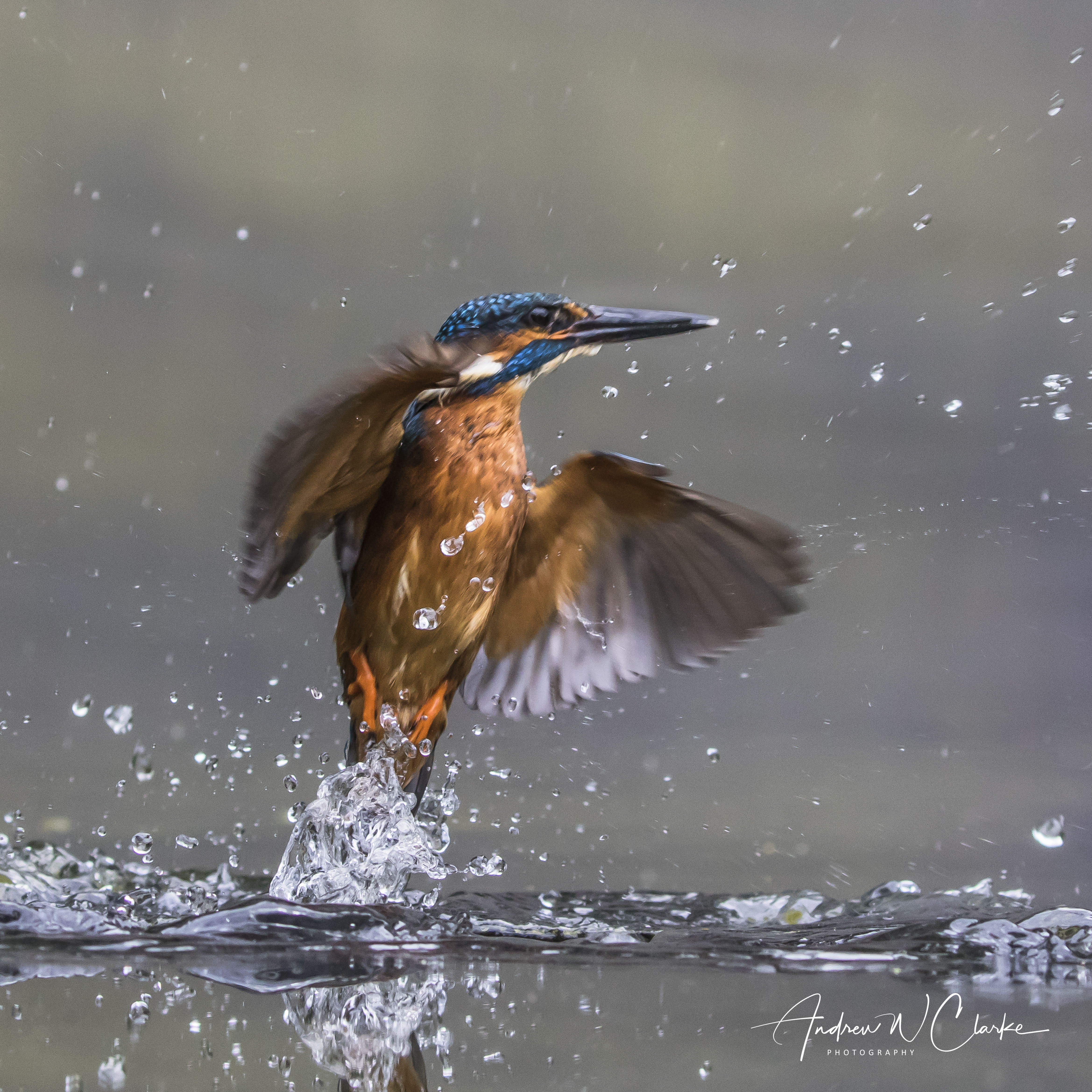 Common Kingfisher
