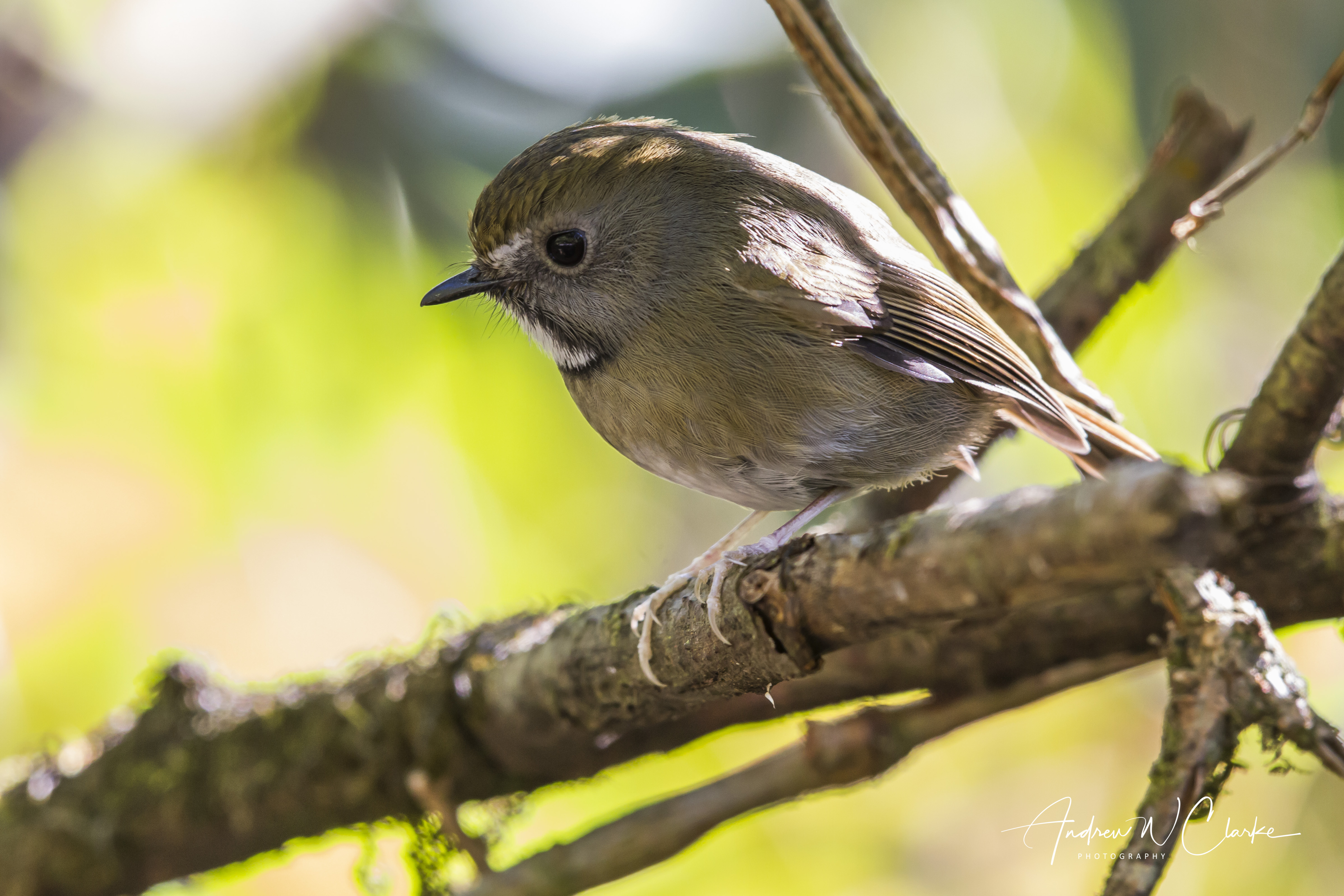 White-gorgeted Flycatcher