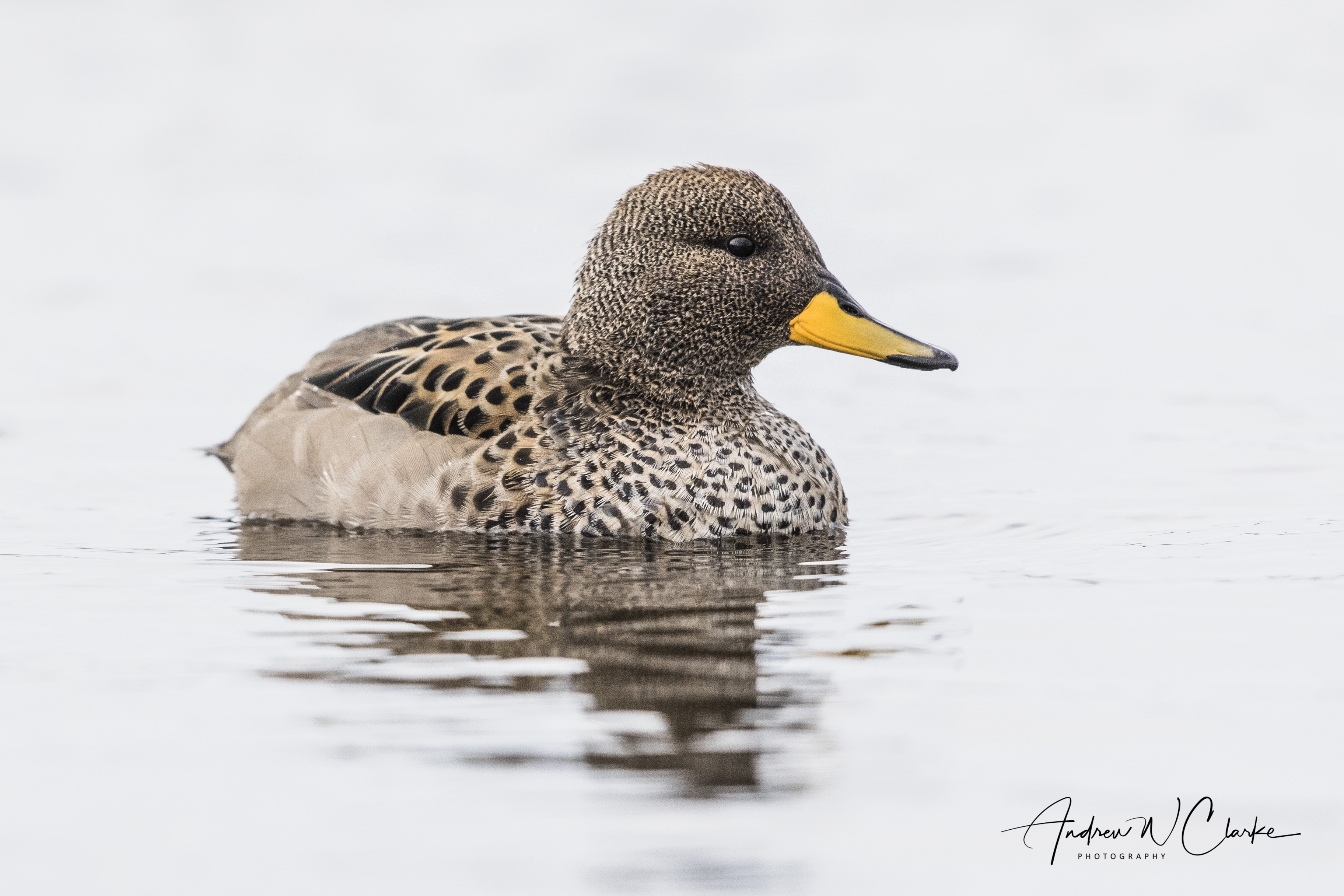 Yellow-billed Teal