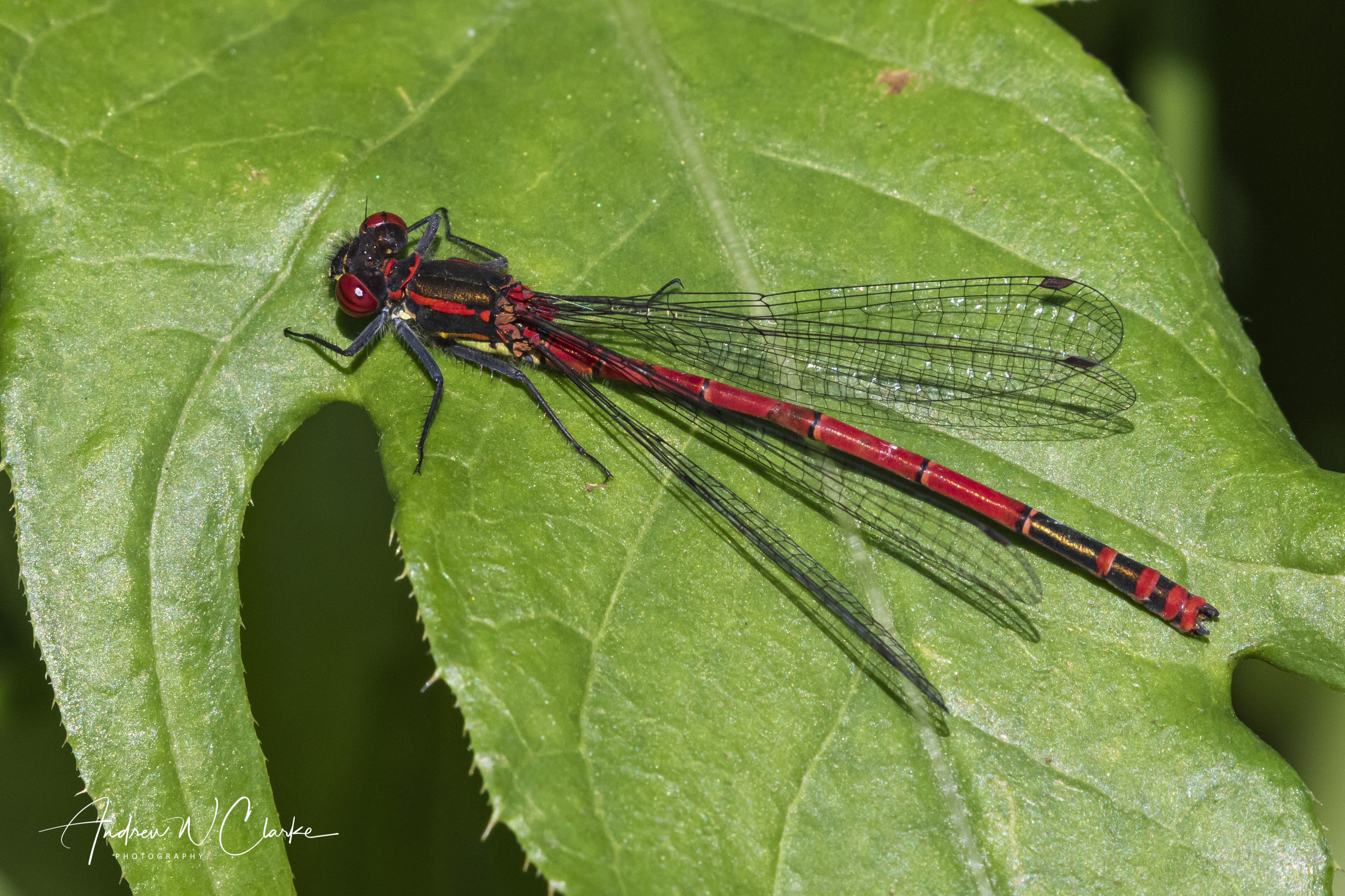 Large Red Damsel