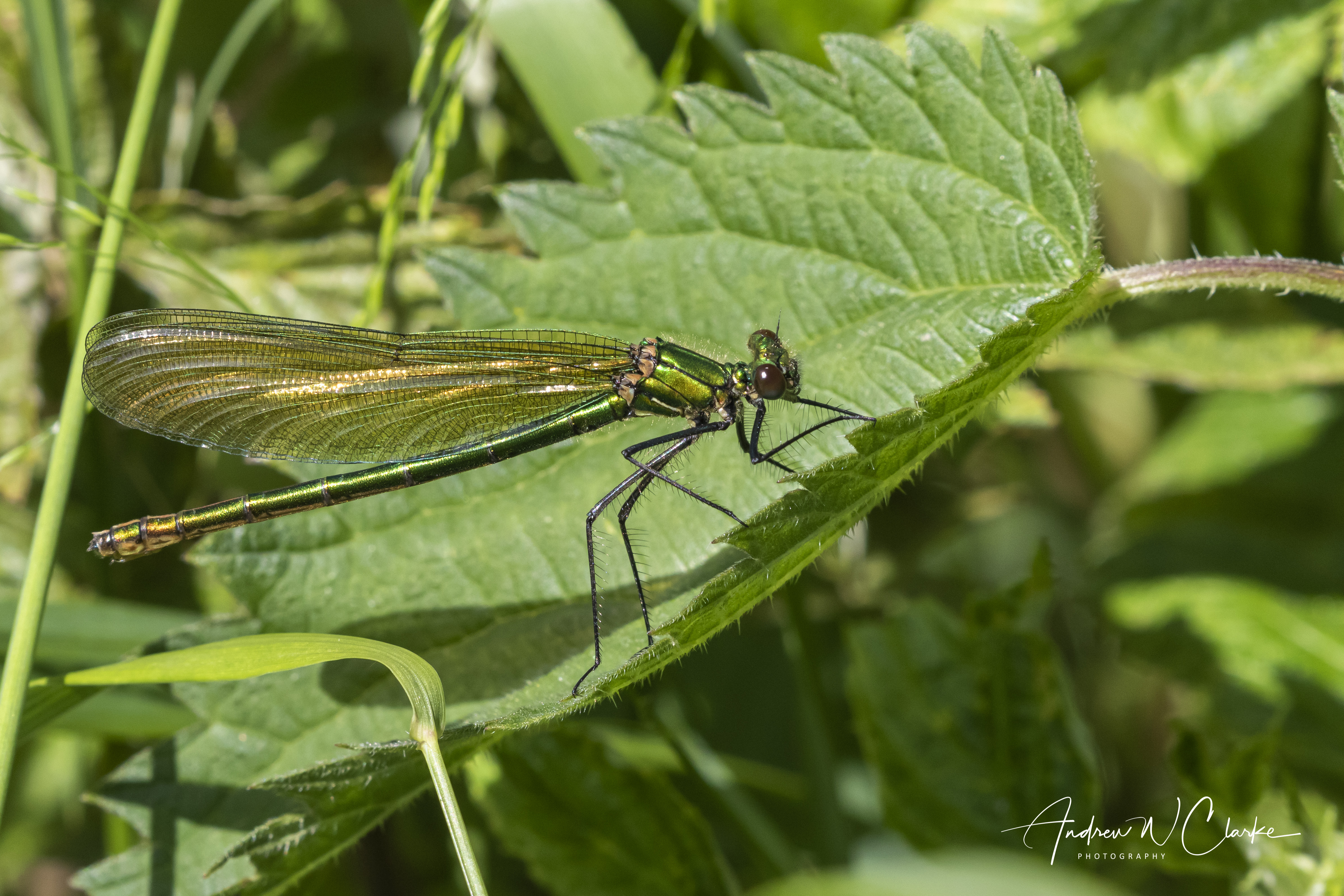 Banded Demoiselle