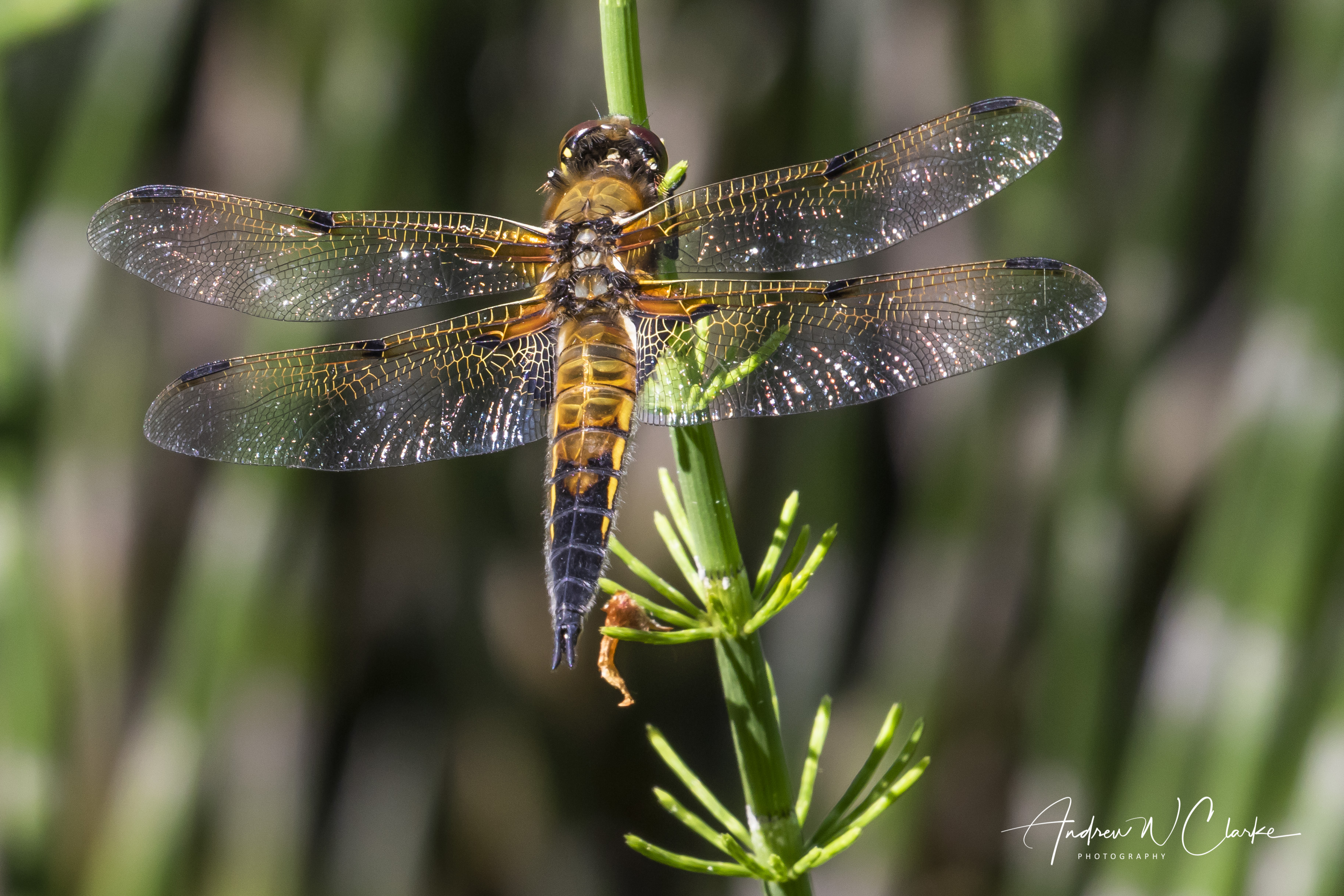 Four-spot Chaser