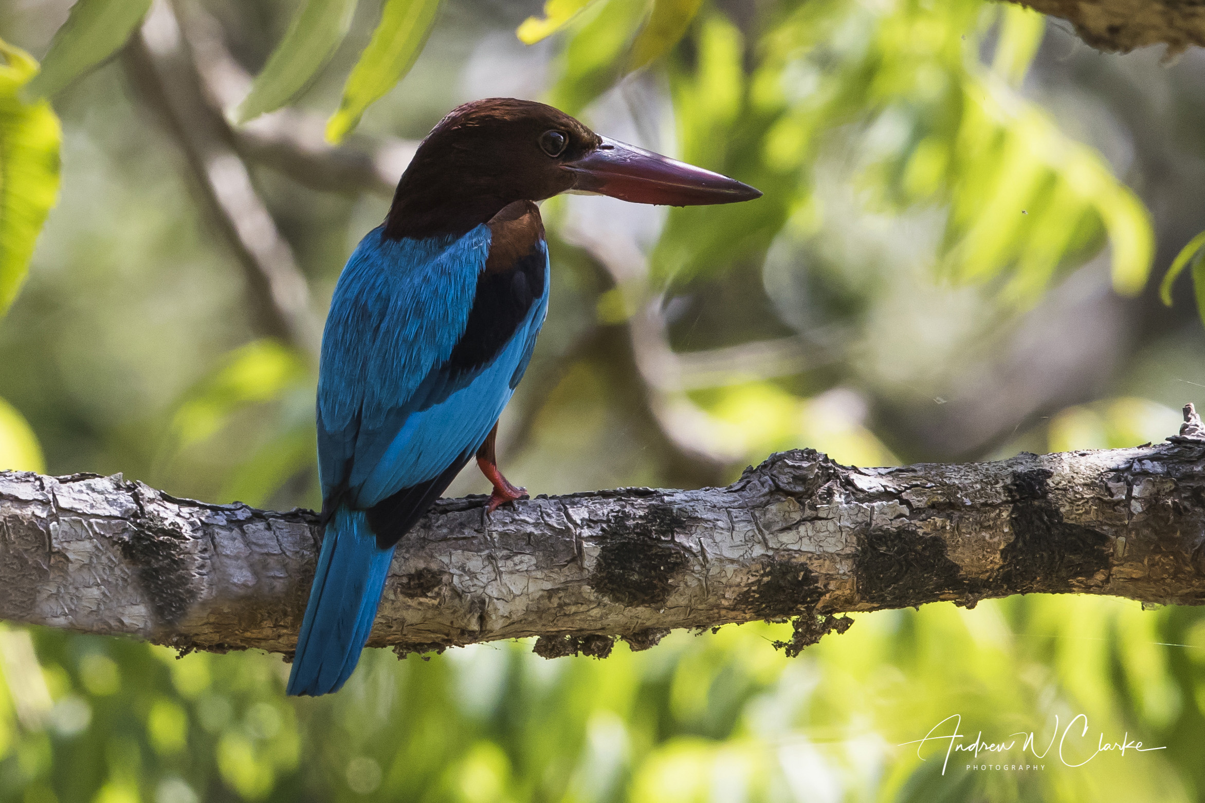 White-throated Kingfisher
