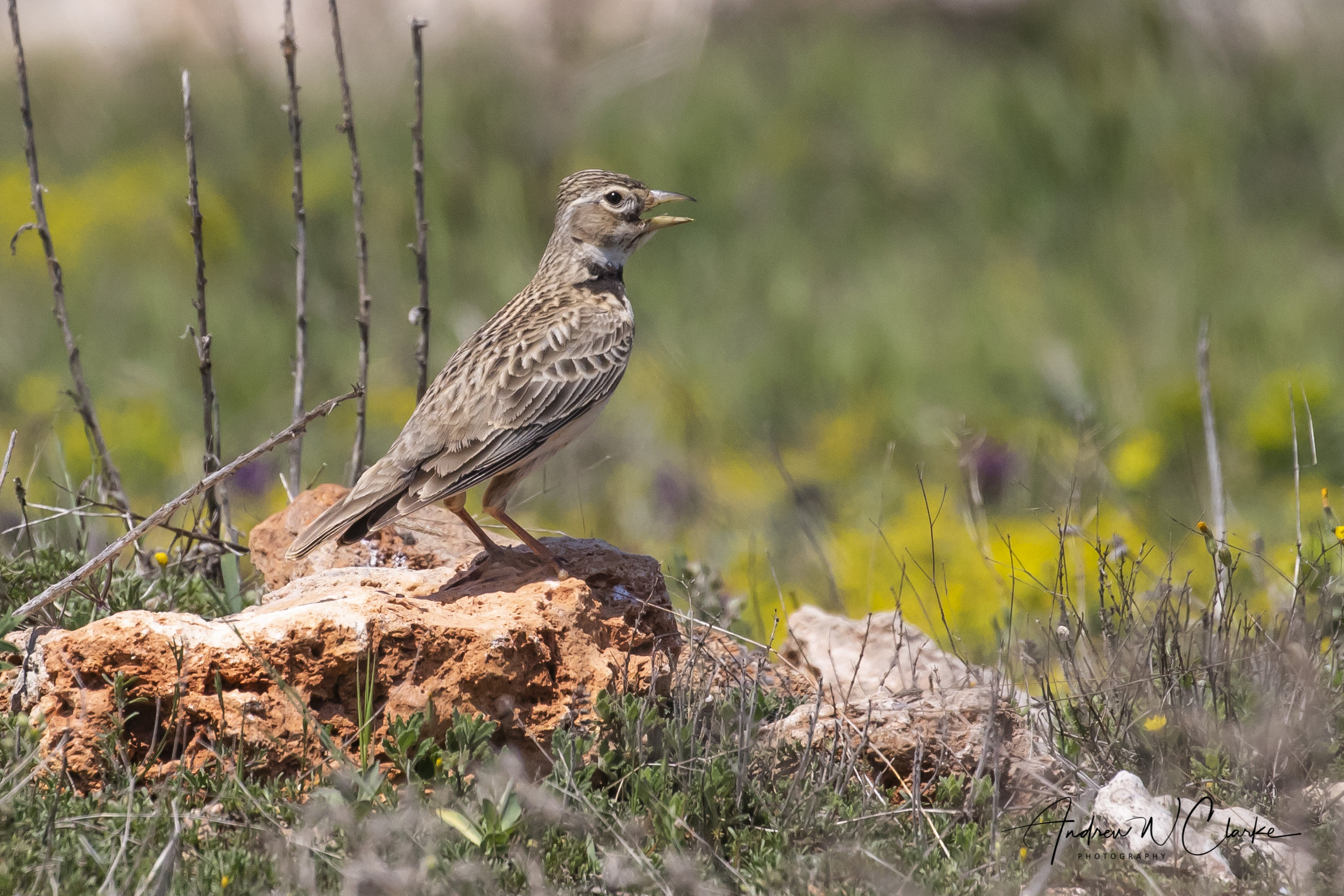 Calandra Lark
