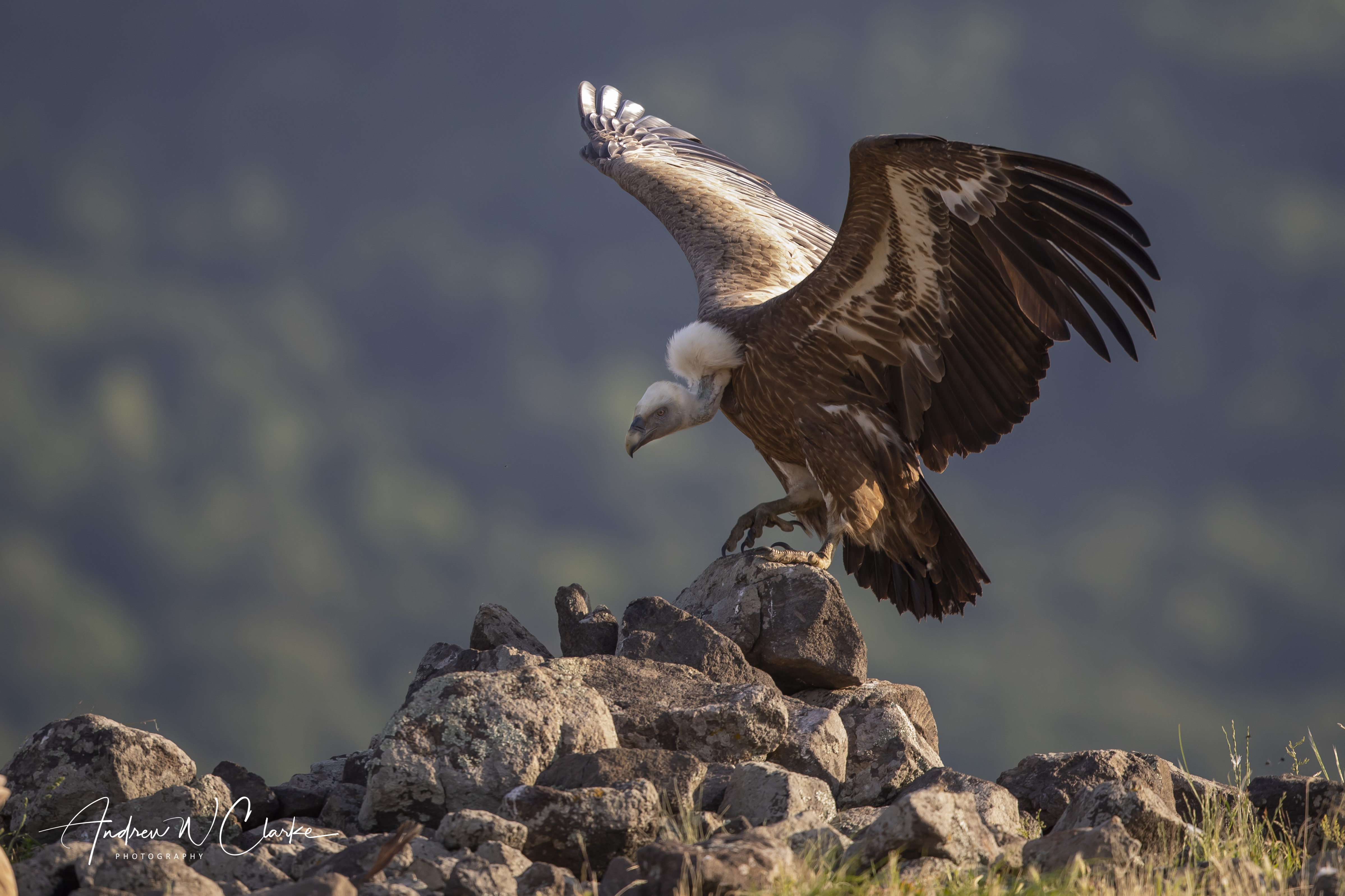 Eurasian Griffon