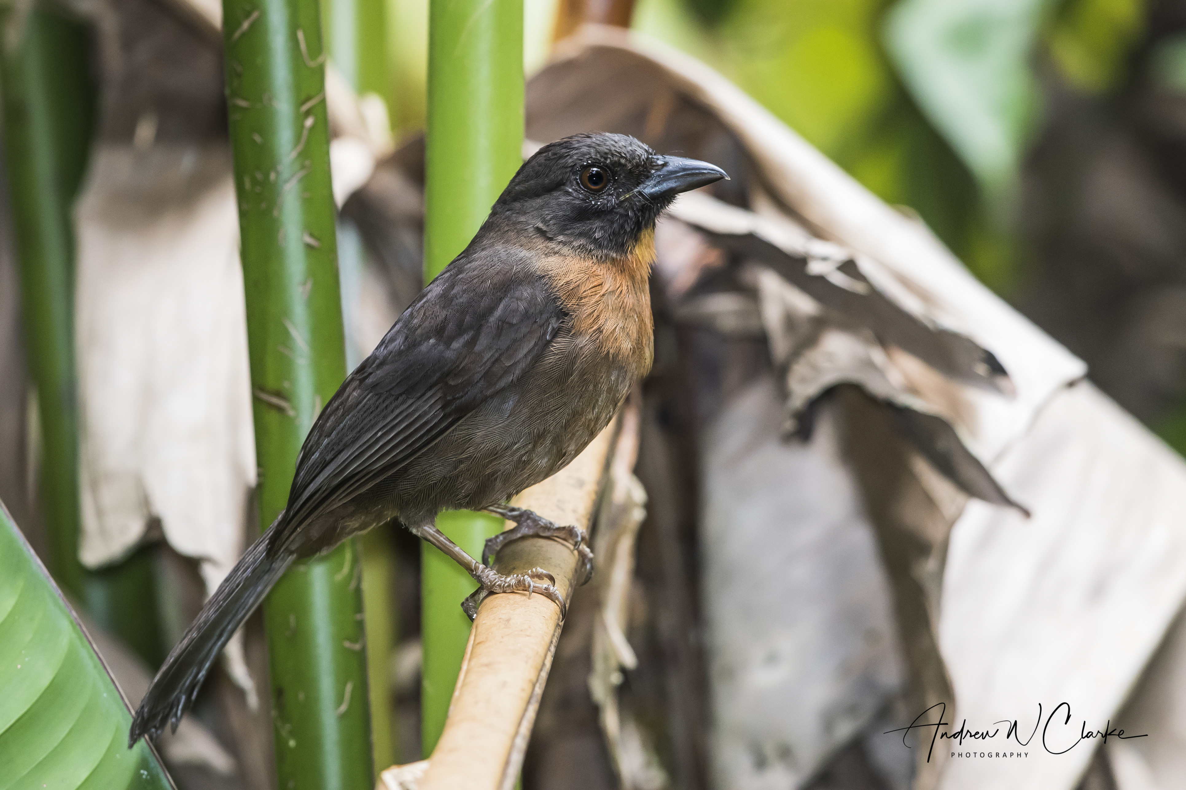 Black-cheeked Ant-Tanager