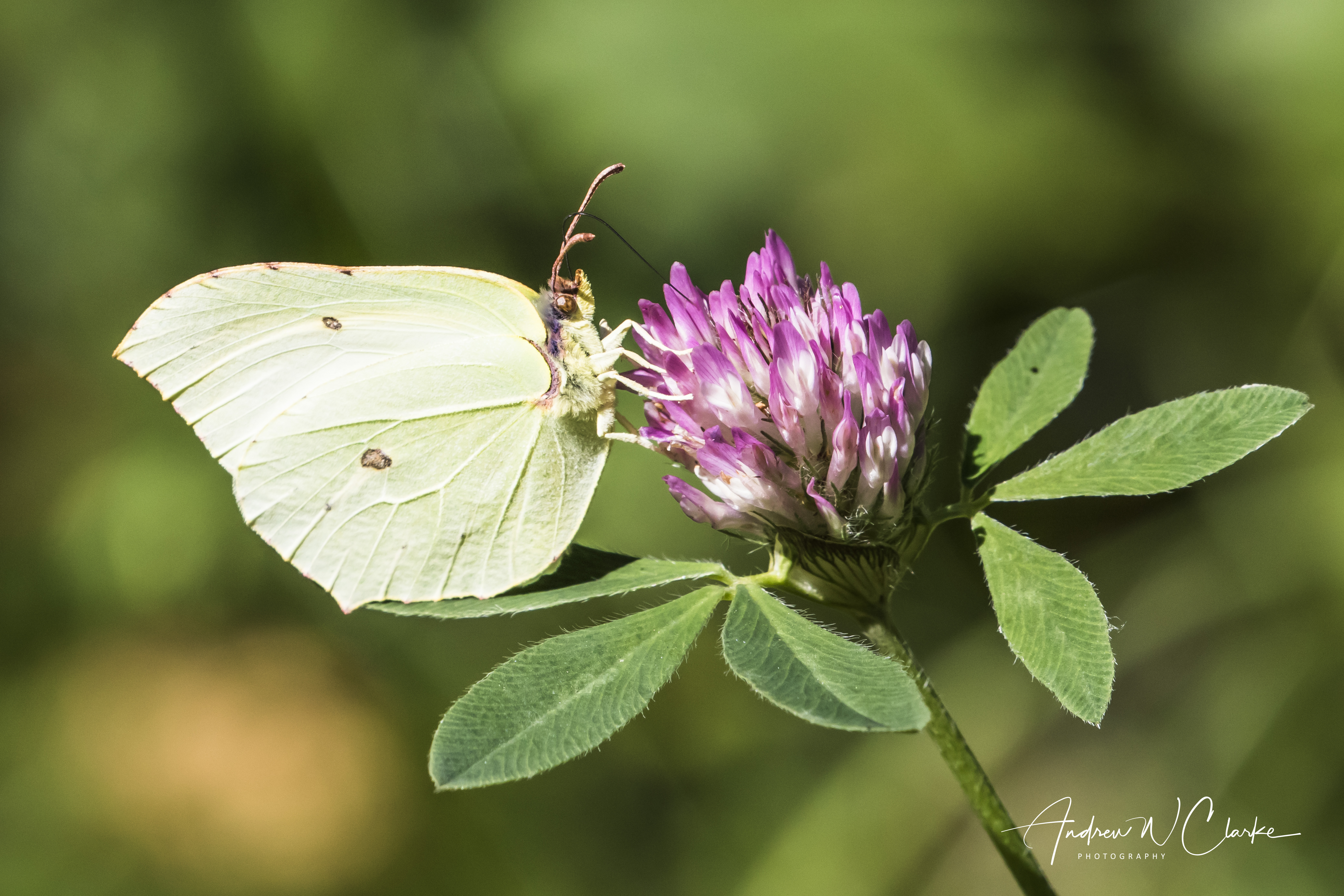 Brimstone