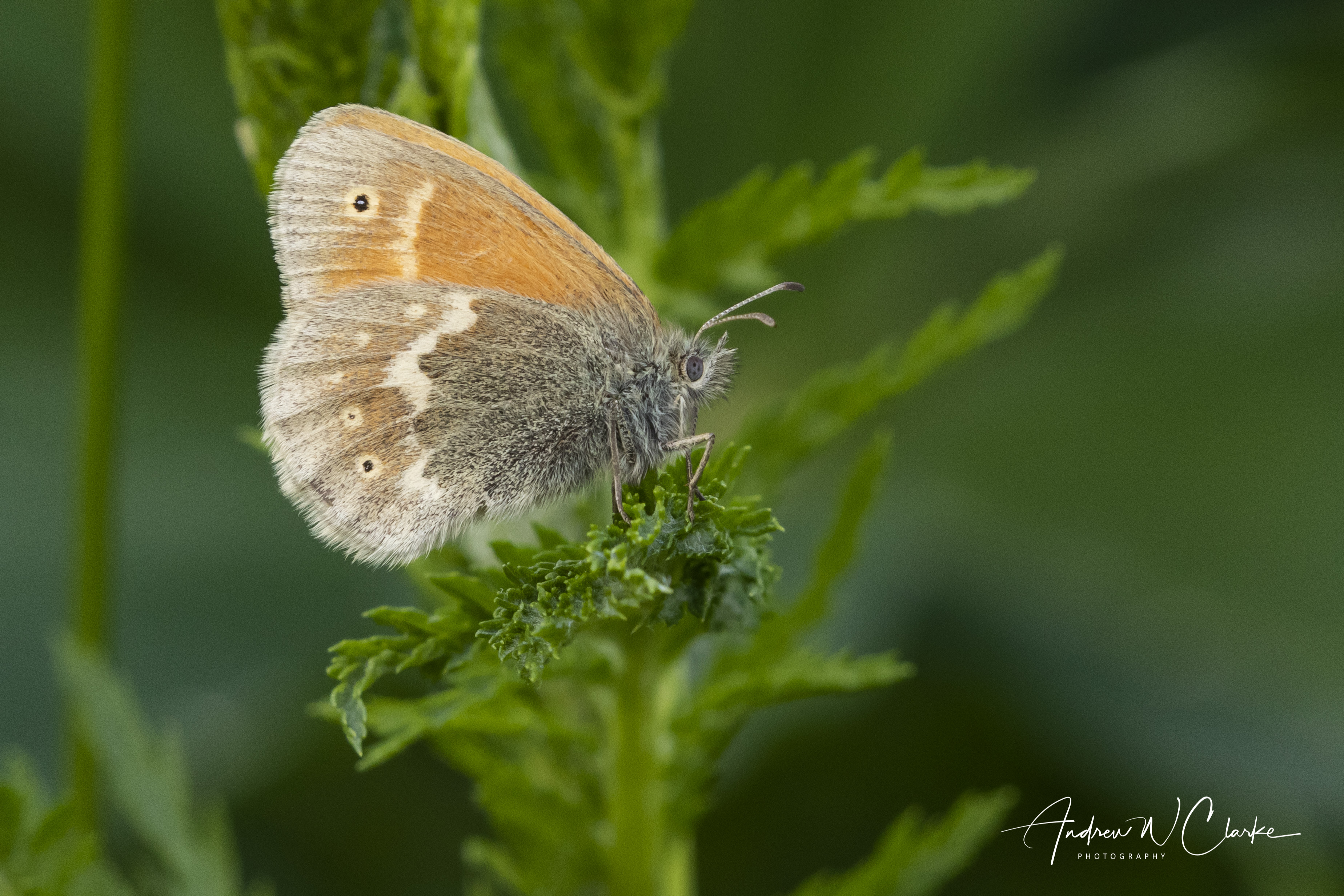 Large Heath