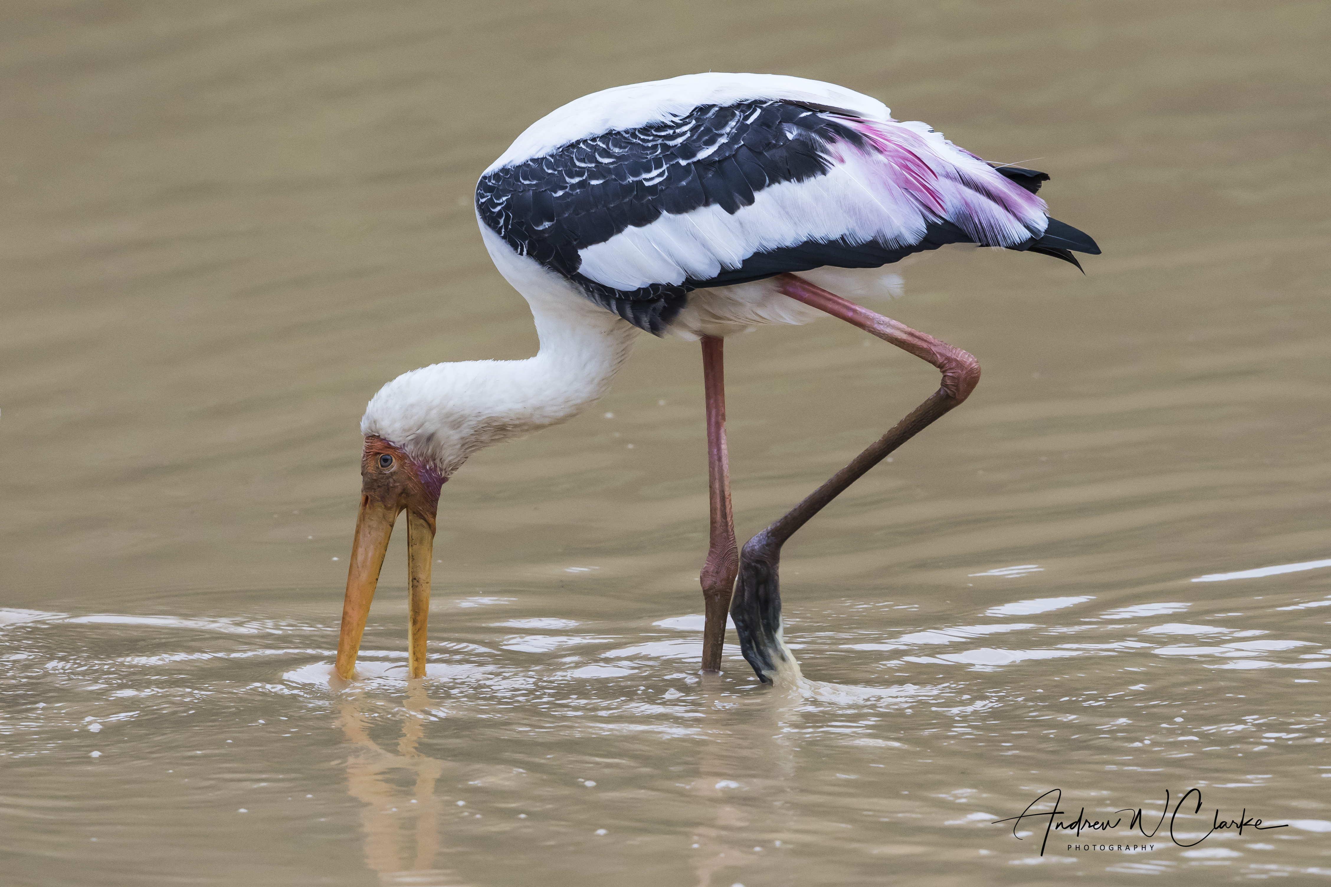 Painted Stork