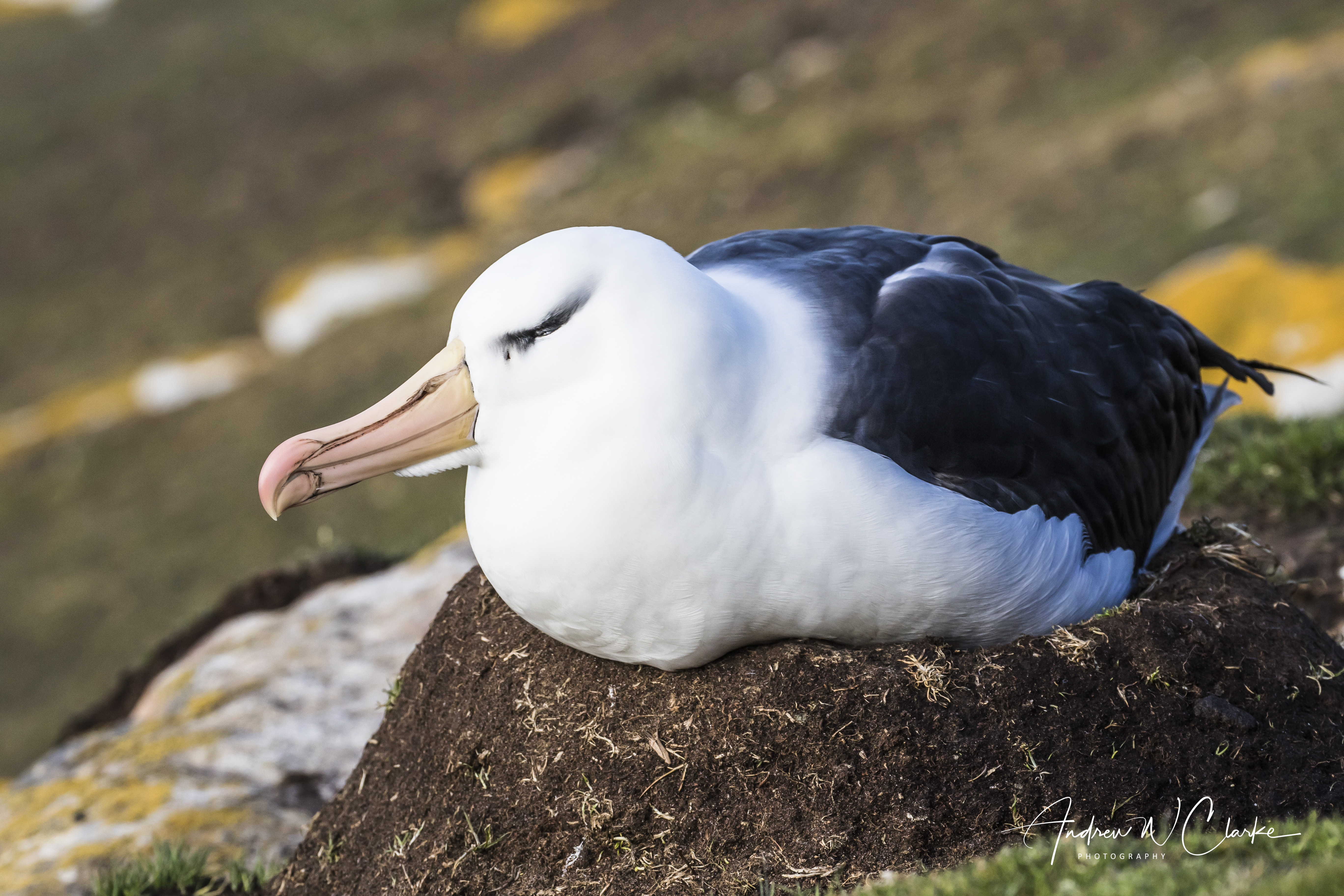 Black-browed Albatross