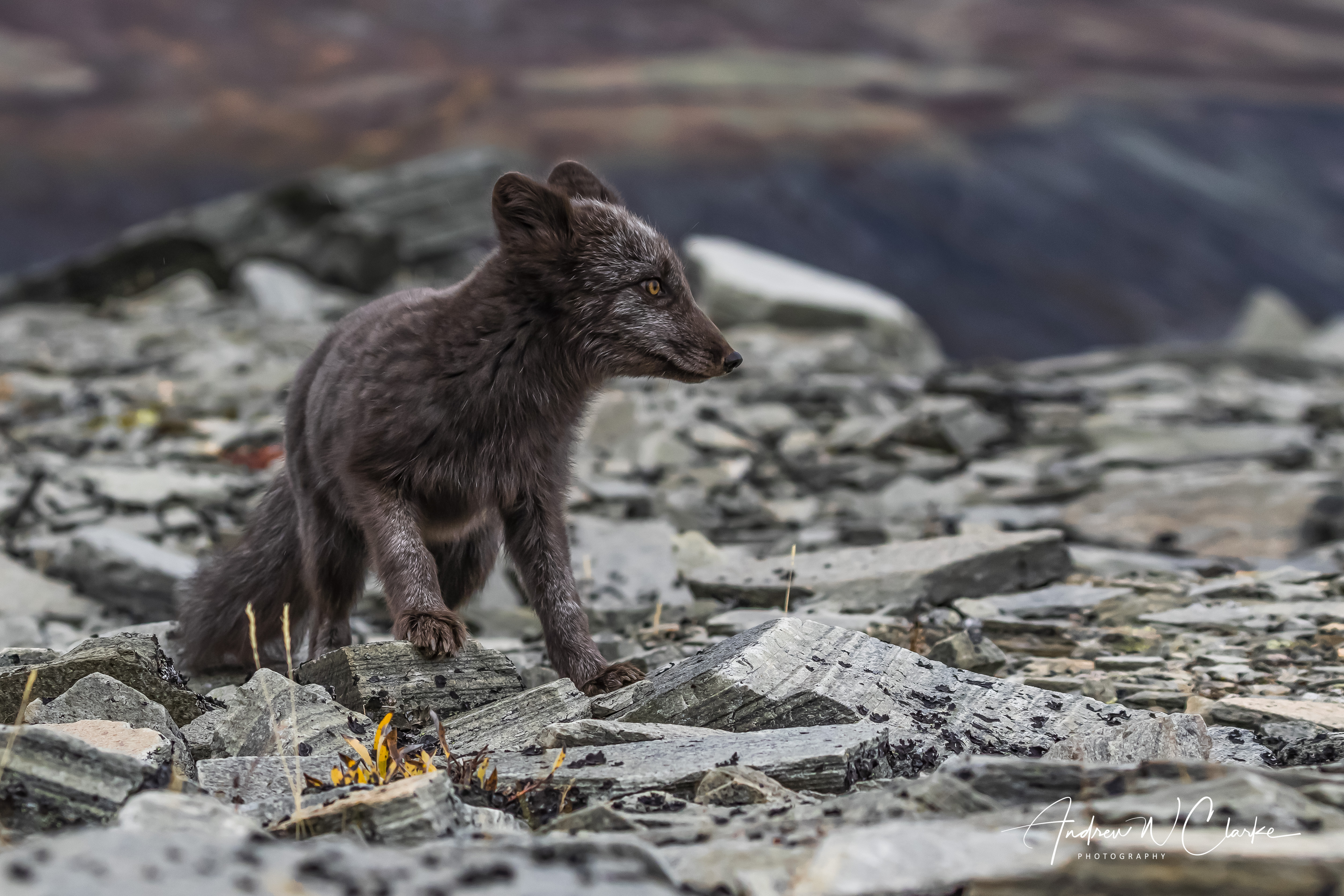 Arctic Fox