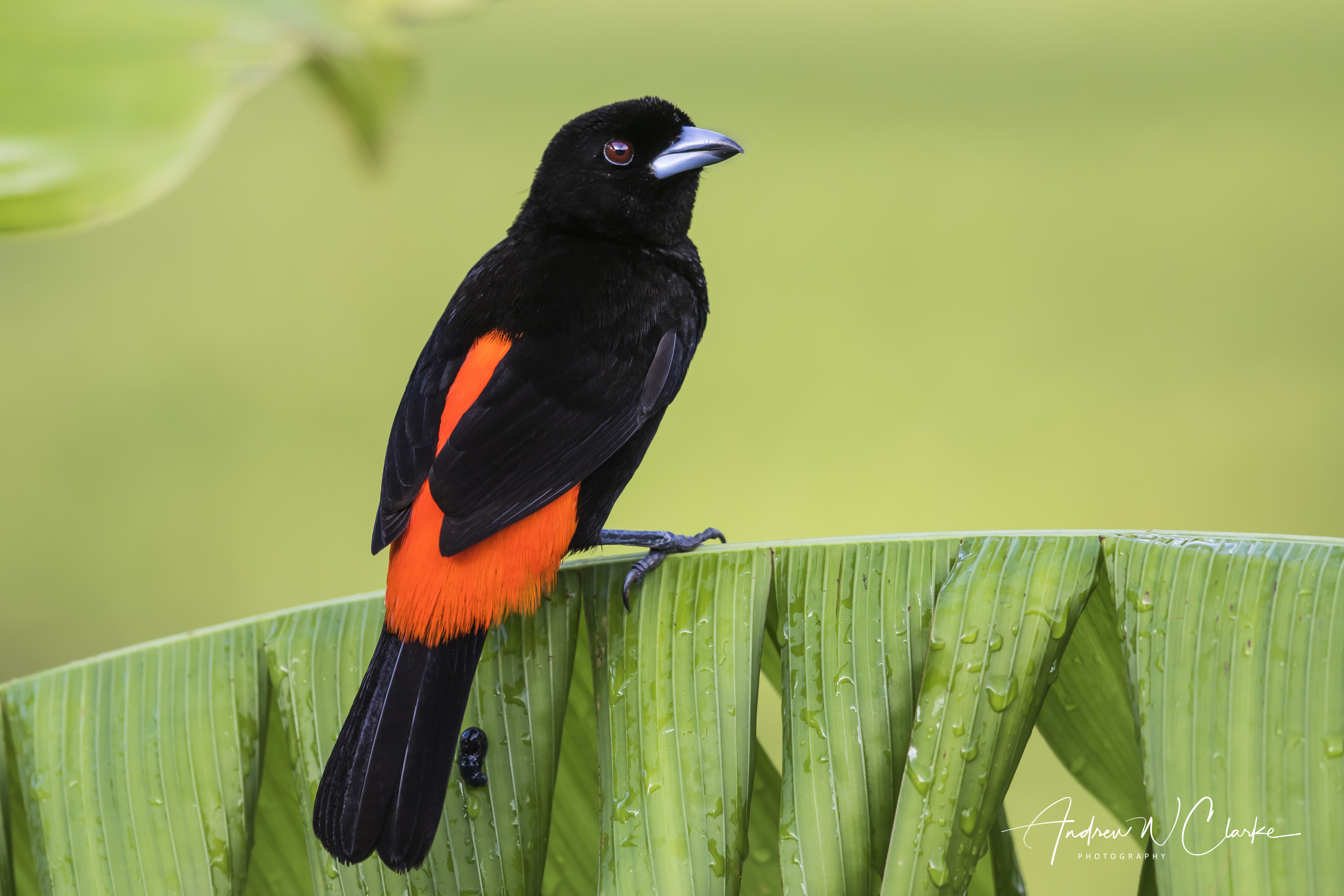 Scarlet-rumped (Passerini's) Tanager